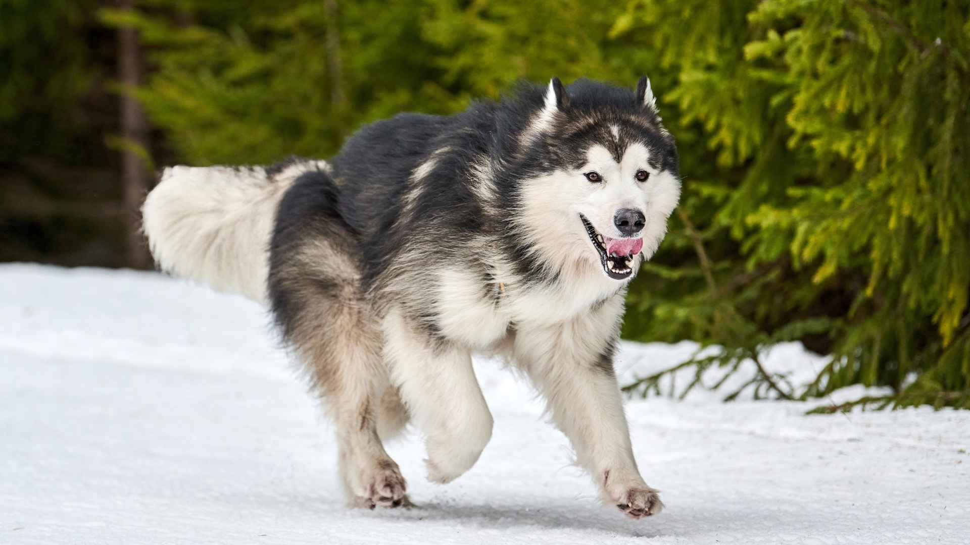 Top 7 Most Toughest Working Dog Breeds