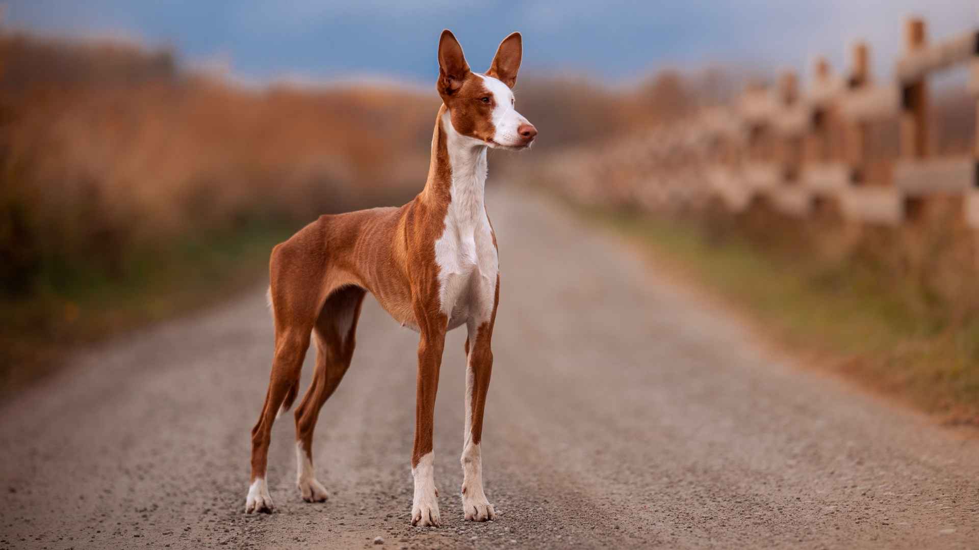 Top 7 Special Dog Breeds Ensured to Protect Loyally and Safeguard You