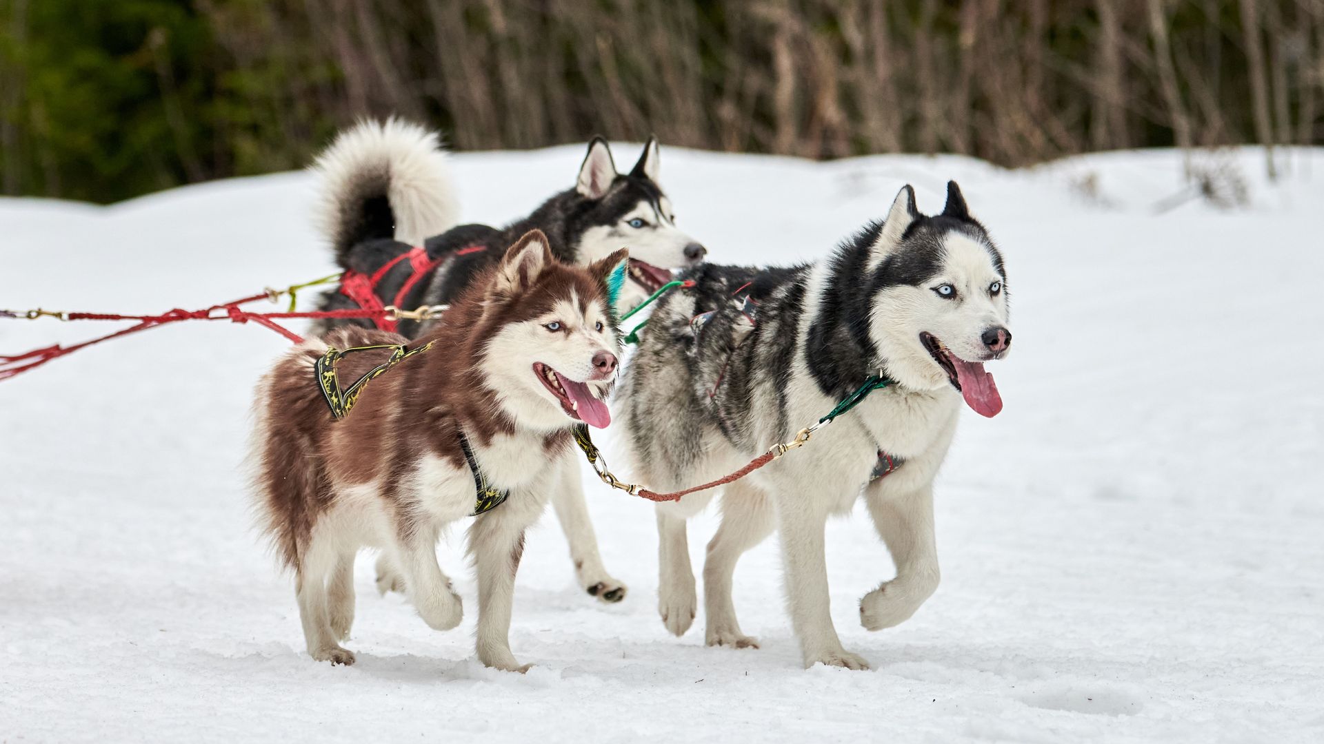 Top 7 Strongest Muscular Sled Dog Breeds