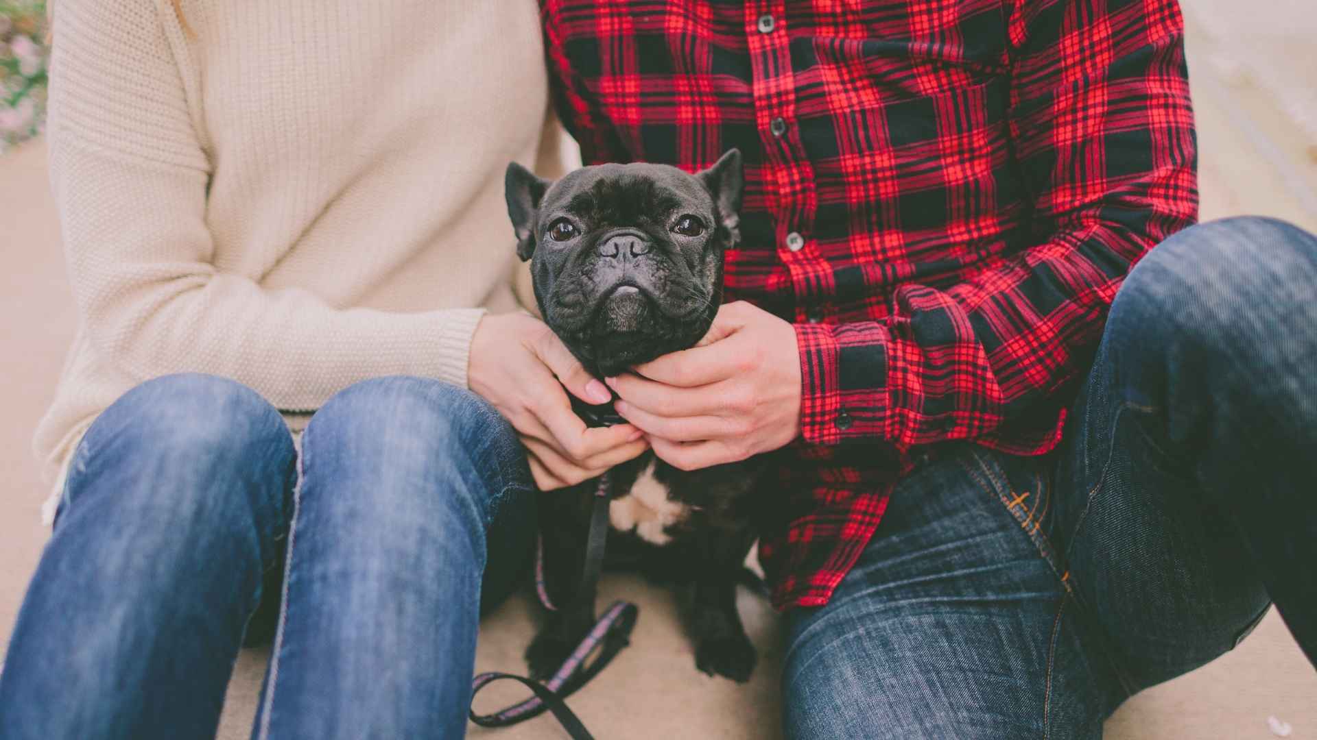 Top 8 Dog Breeds For Couples