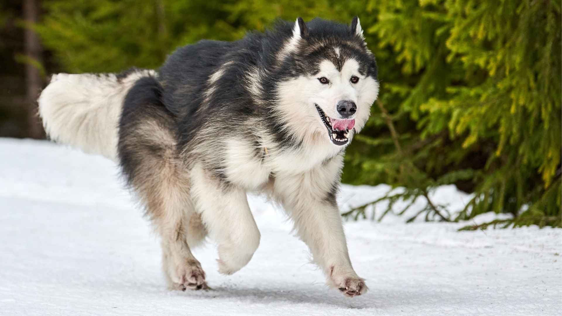 Top 8 Most Popular Toughest Dog Breeds