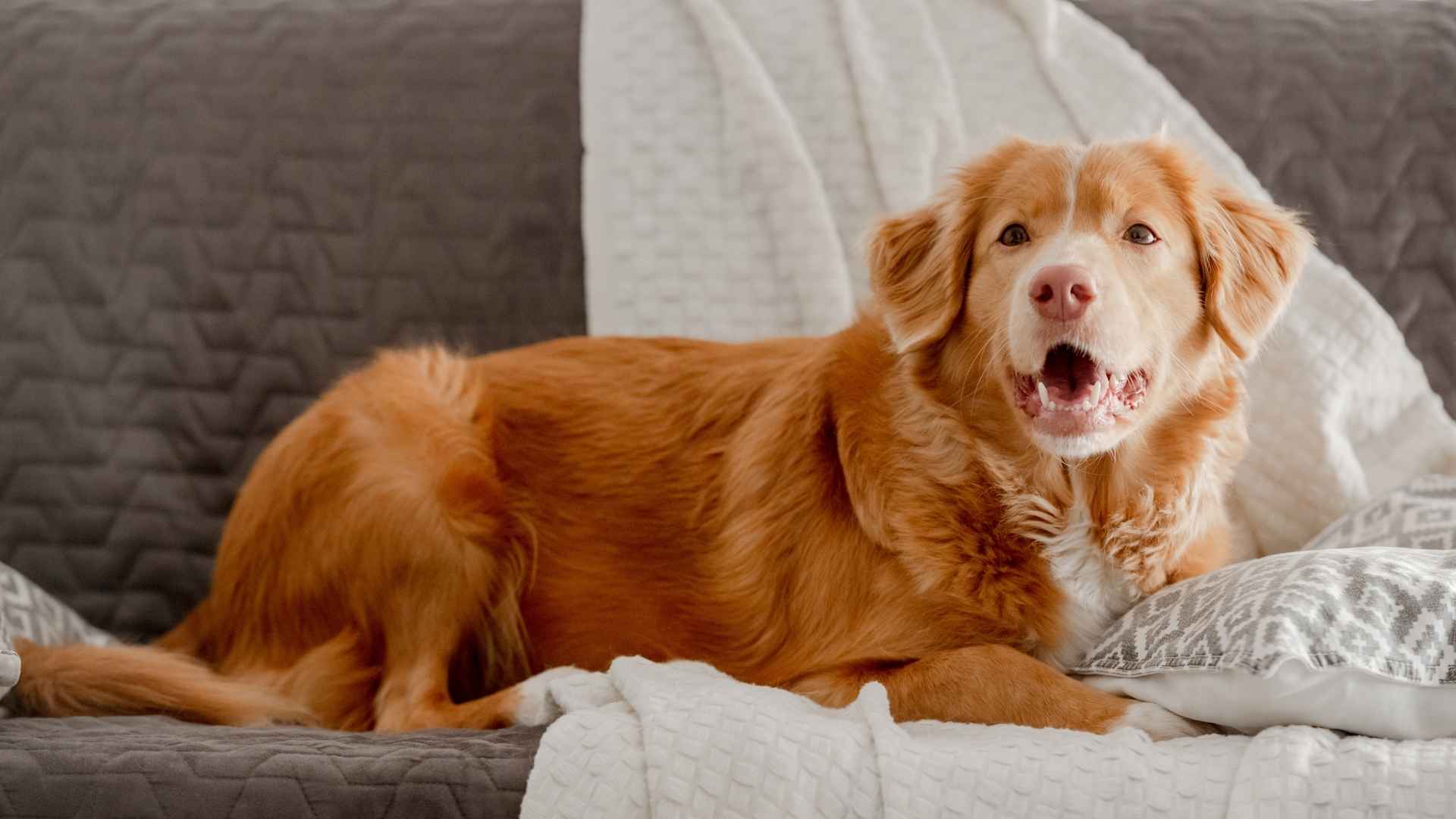 Top 9 Dog Breeds That Bark at Doorbells on TV Shows