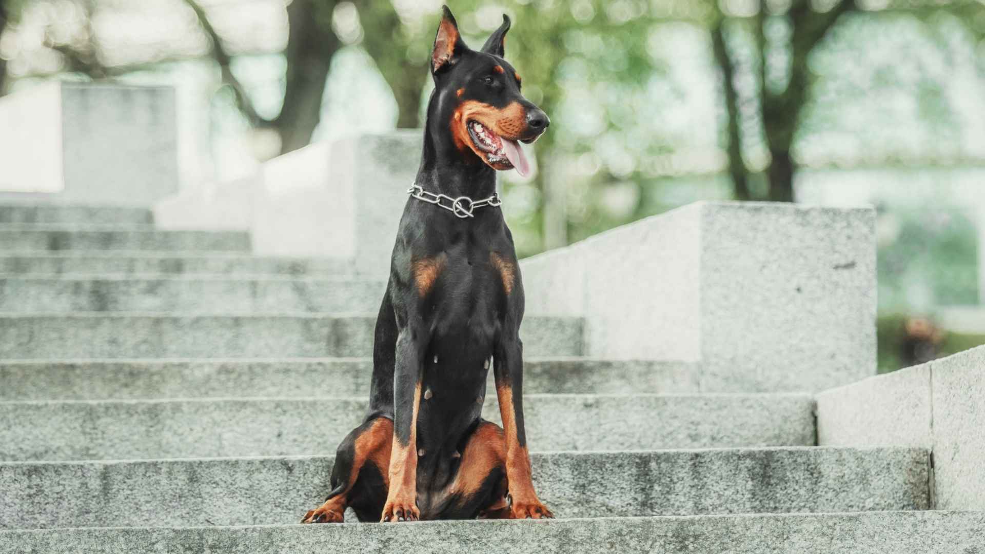 Top 9 Famous Guard Dog Breeds Worth Every Penny for Your Home Security