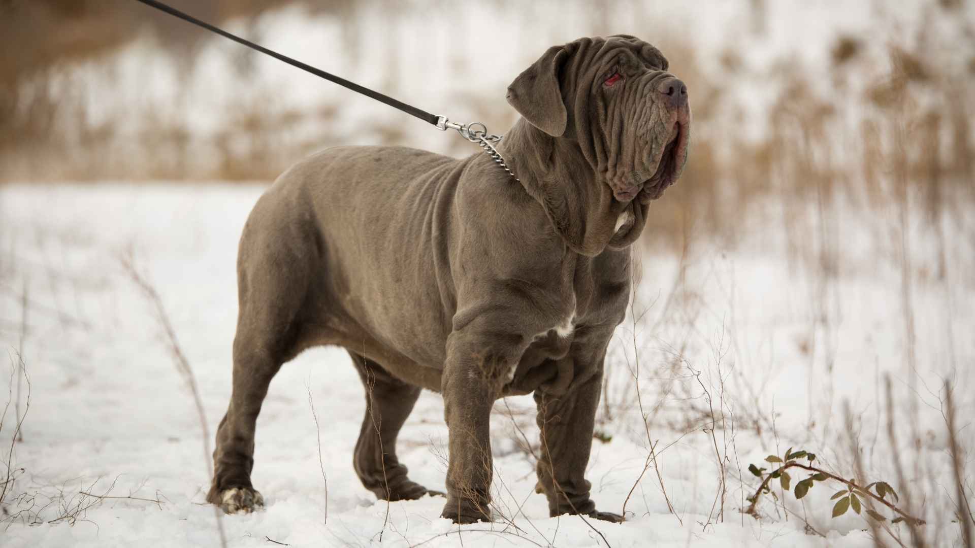 Top 9 Strongest Muscular Mastiff Dog Breeds for Lovers of Power