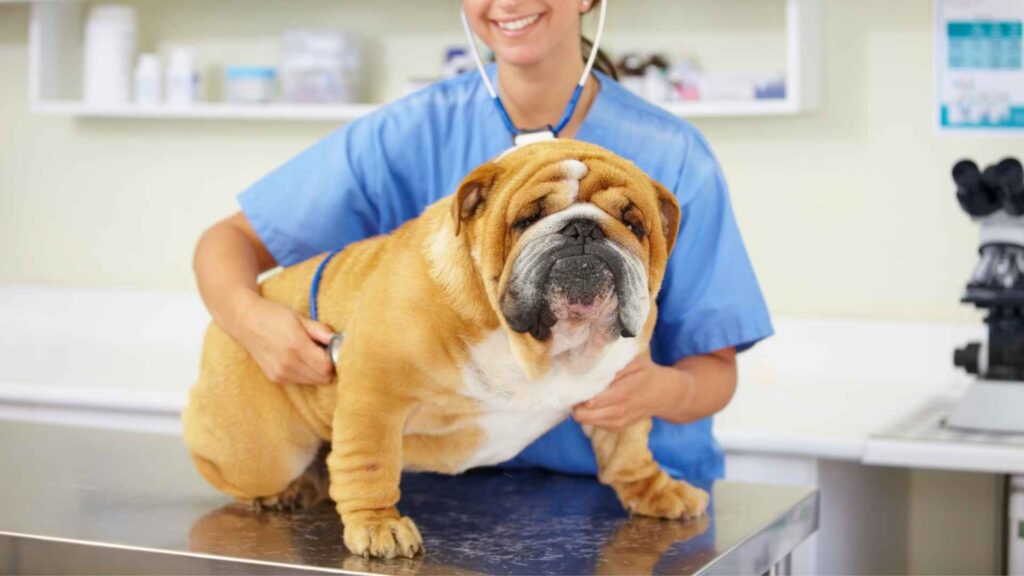 Top Dog Breeds That Stay Calm During Vet Visits and Make Appointments Easy