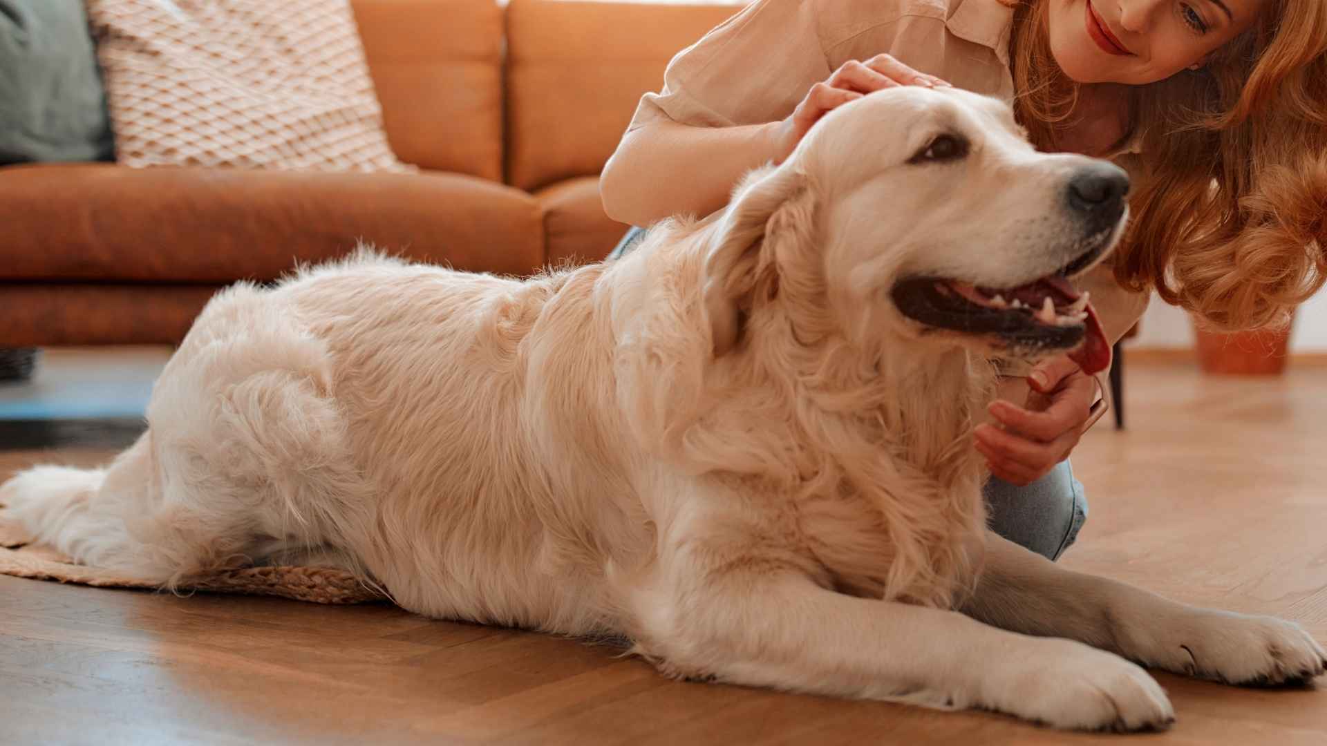 Ultimate 7 Loyal Dog Breeds For New Homeowners