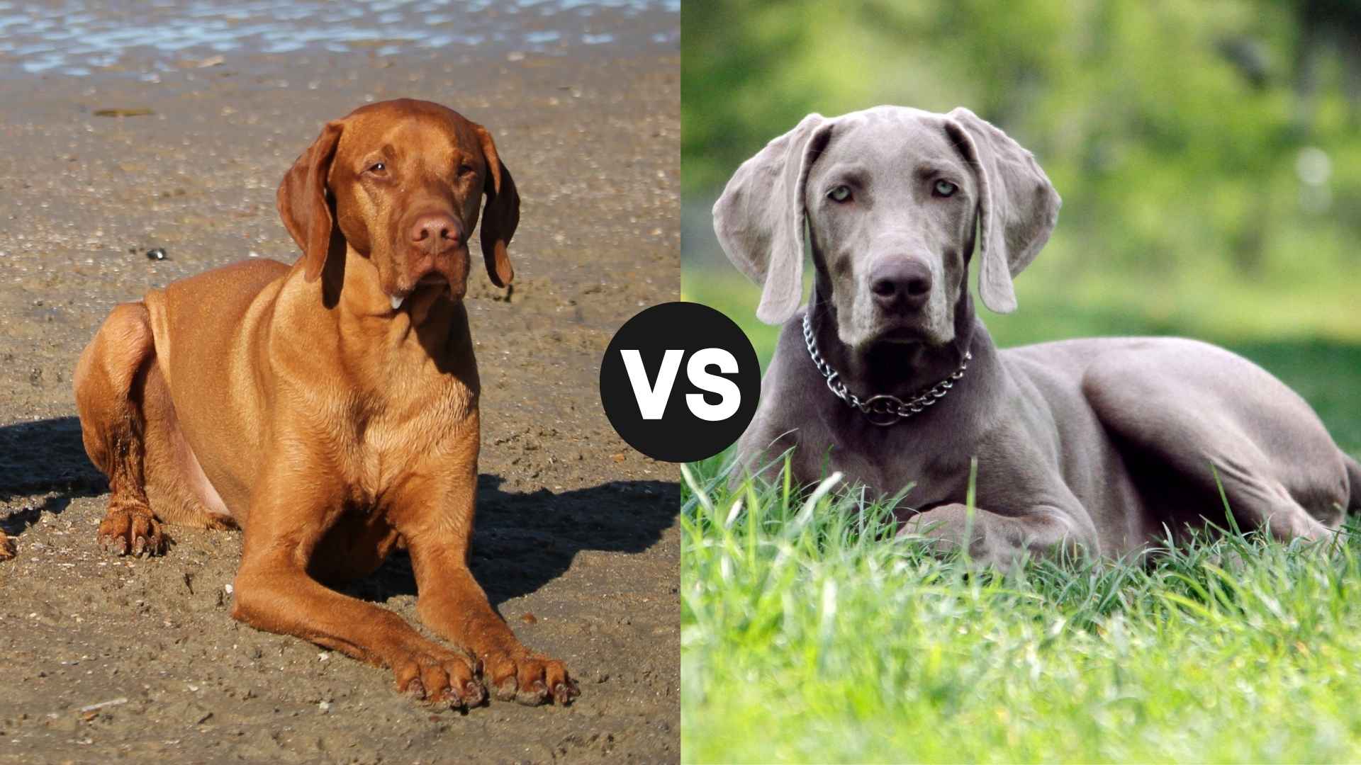 Vizsla vs. Weimaraner: Which Is Faster?