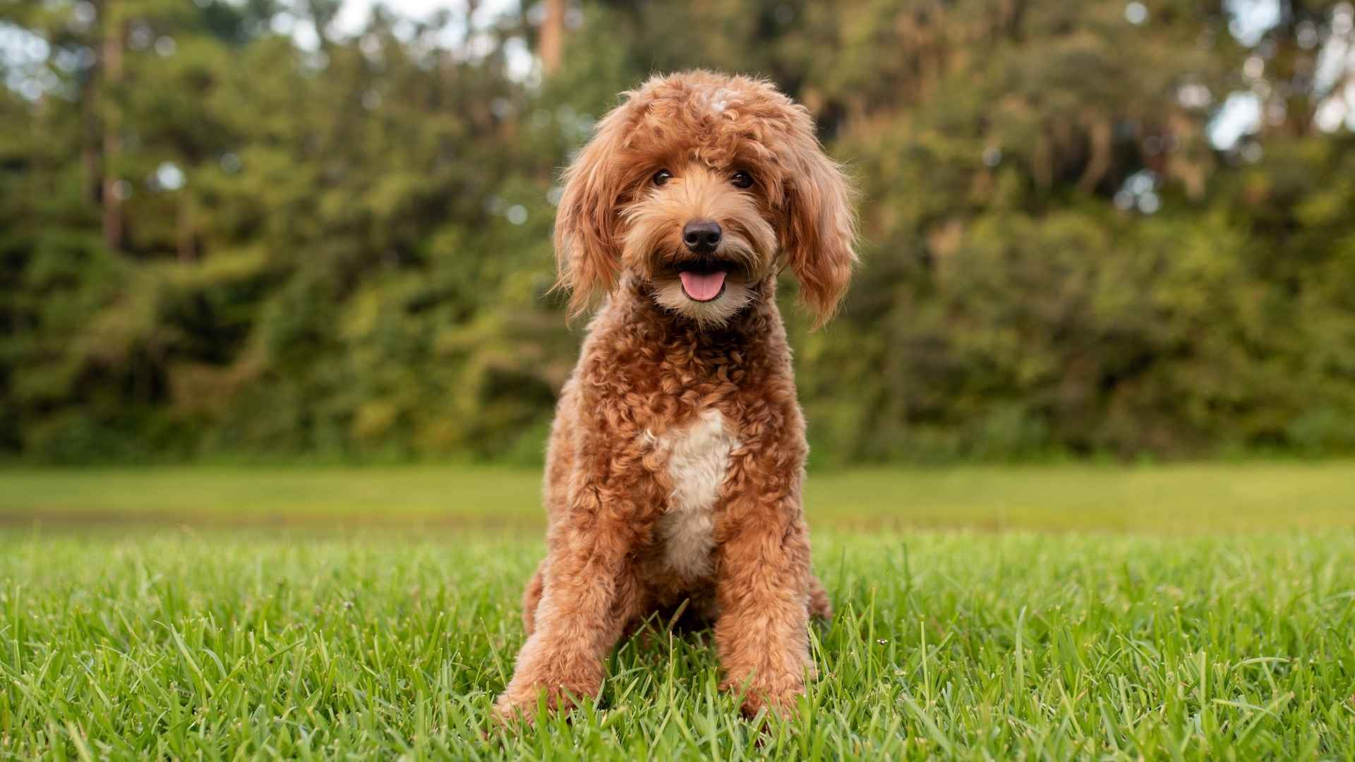 What Are Chicago's Most Popular Dog Breeds?