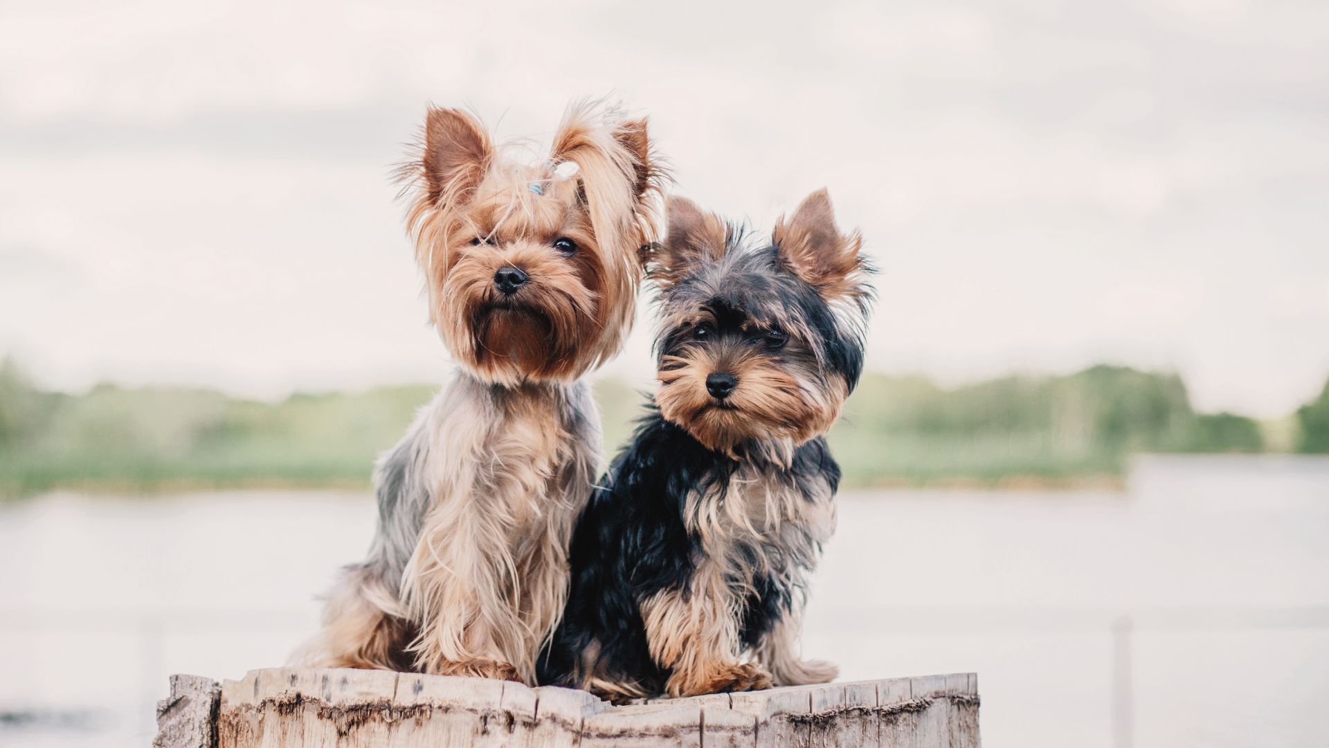 What Are New York's Most Popular Dog Breeds?