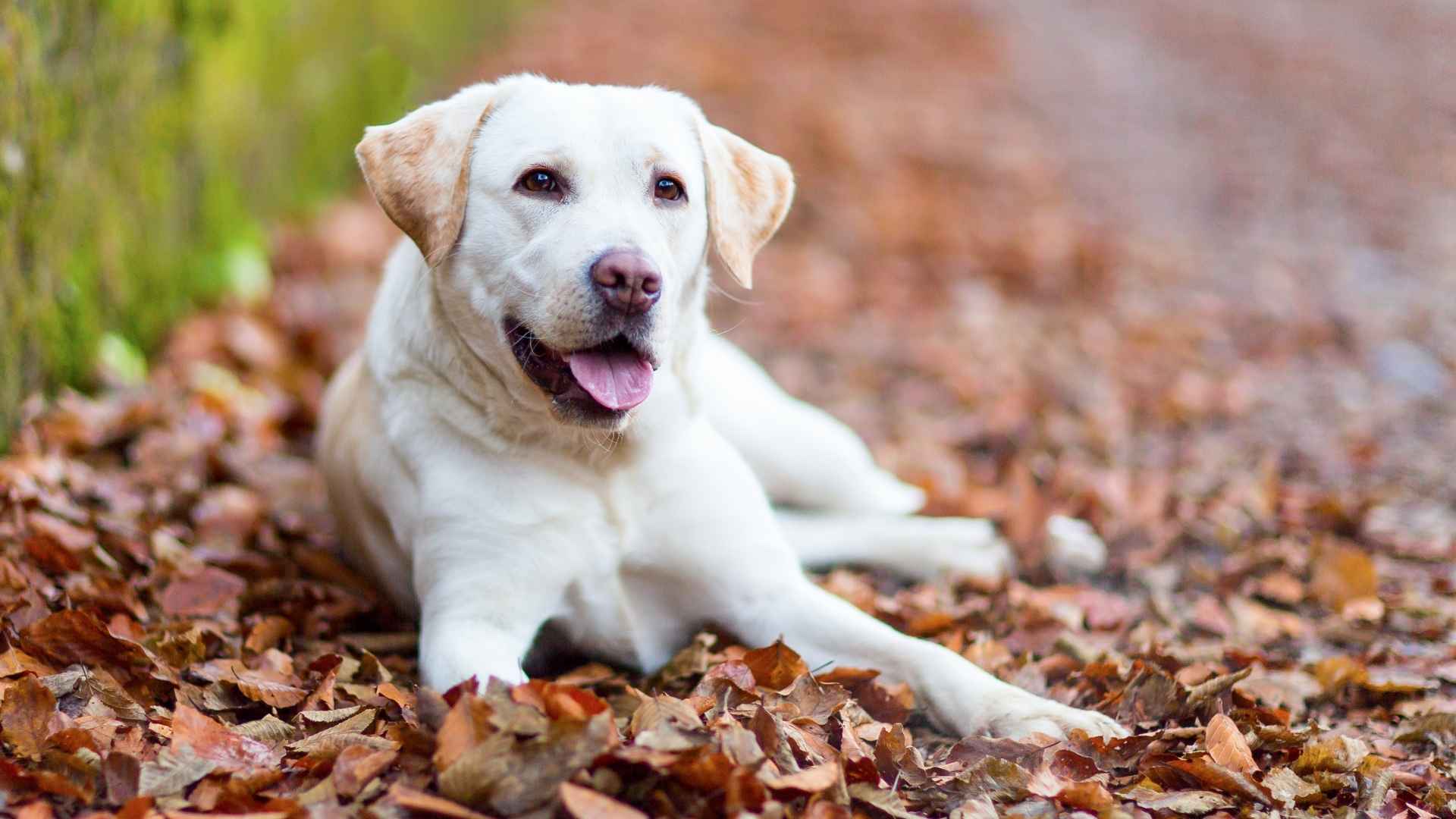 What are Houston's Most Popular Dog Breeds?