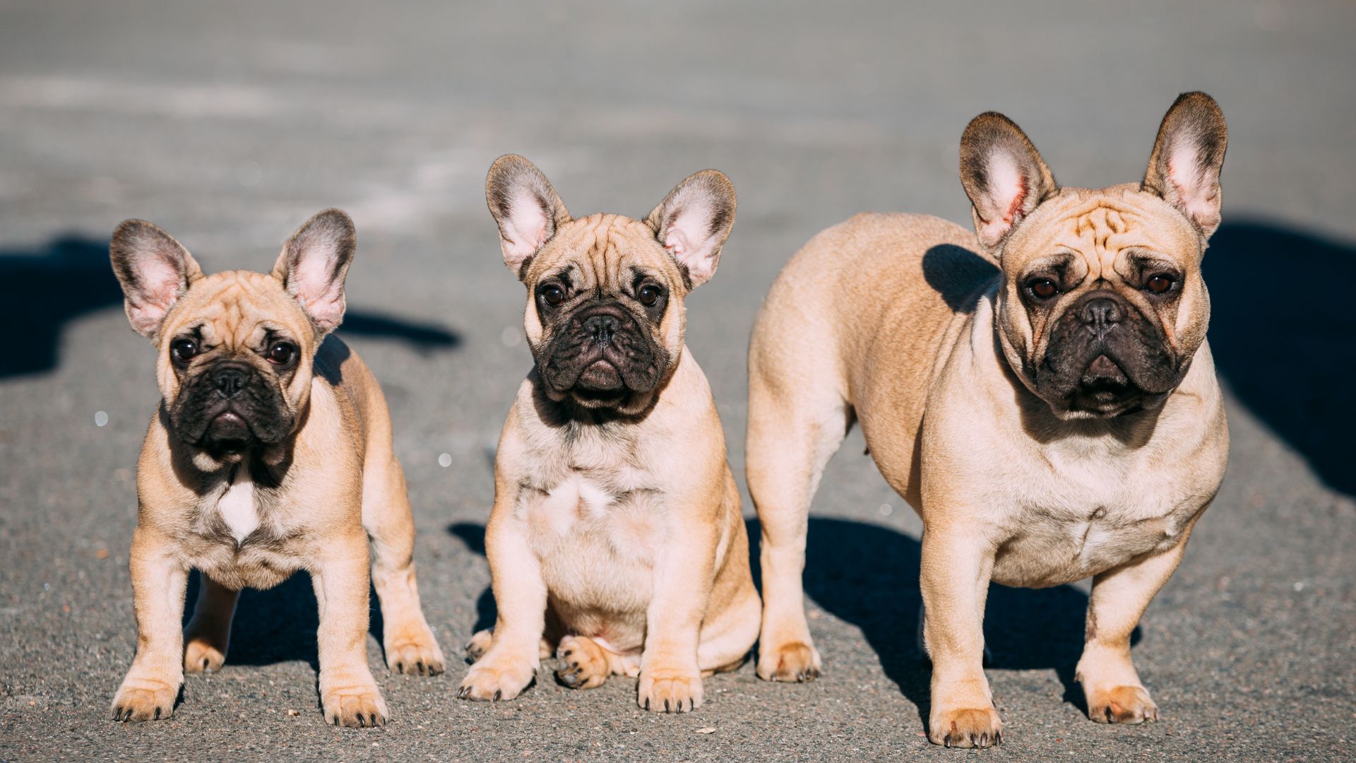 What are Los Angeles' Most Popular Dog Breeds?