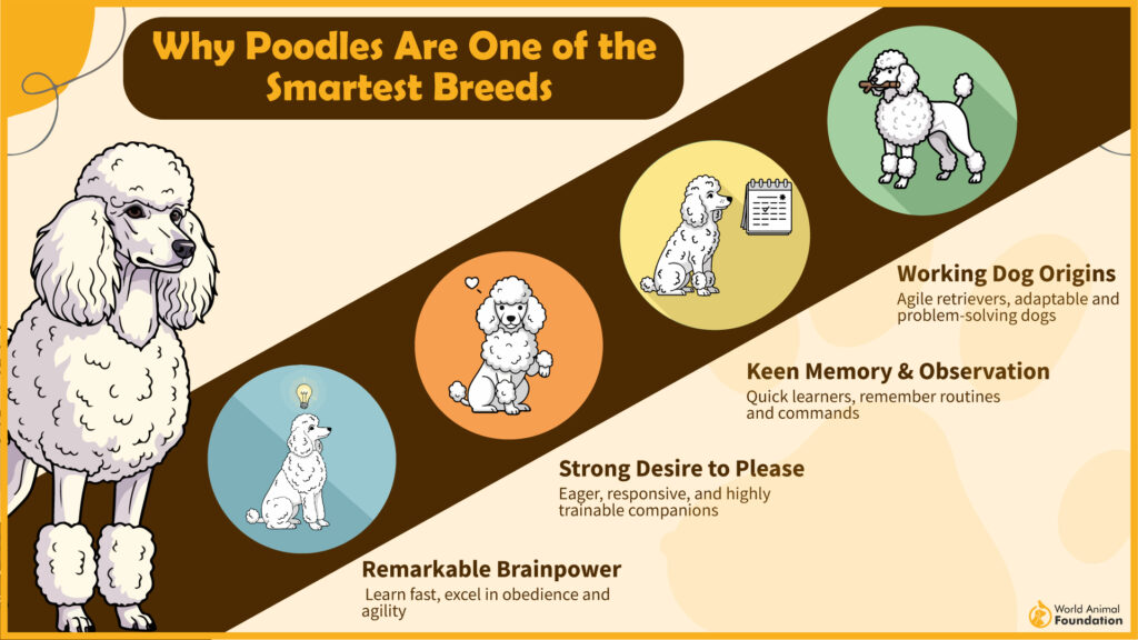 Why Poodles Are One of the Smartest dog breeds-03
