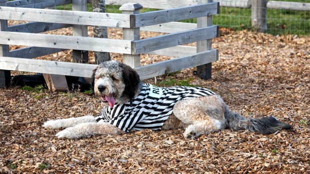 bernedoodle