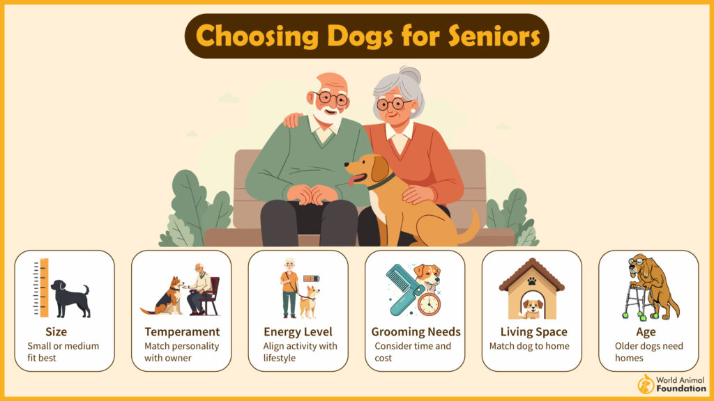 choosing dogs for senior-01