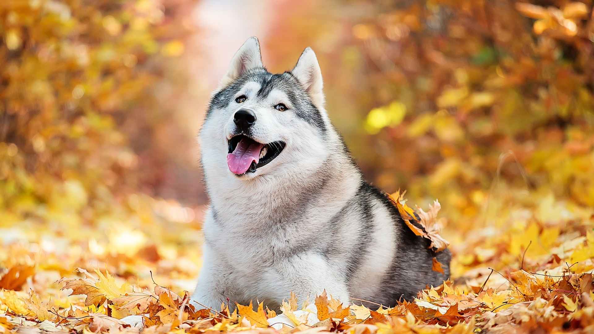 10 Beautiful Dog Breeds Famous for Their Stunning Looks