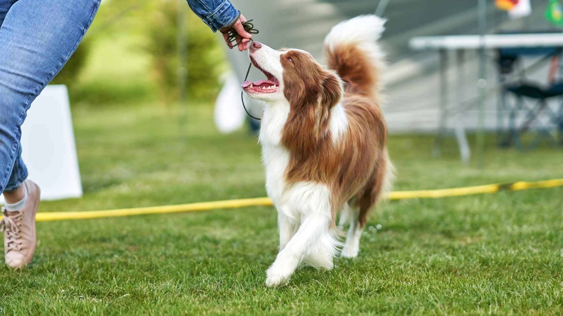 10 Best Clever Dog Breeds For Smart Living