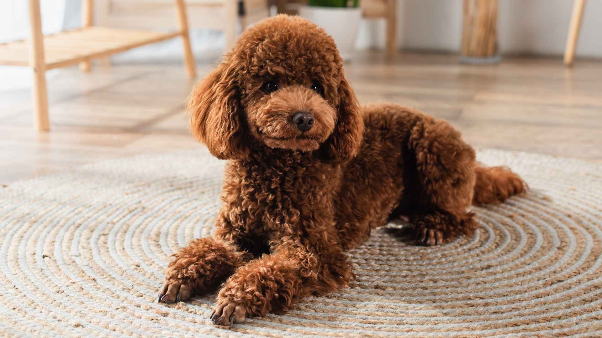 10 Best Dog Breeds For Kids And Families That Don't Mind Being Home Alone For Hours