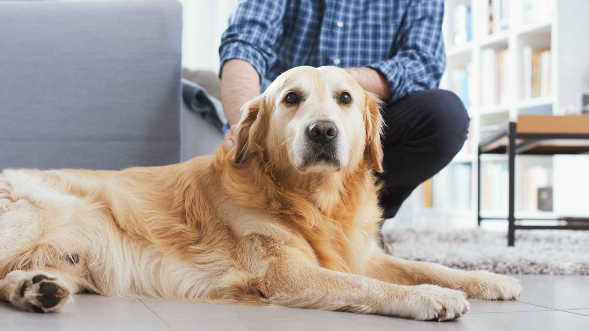 10 Best Dog Breeds For Medical Alert And Daily Assistance