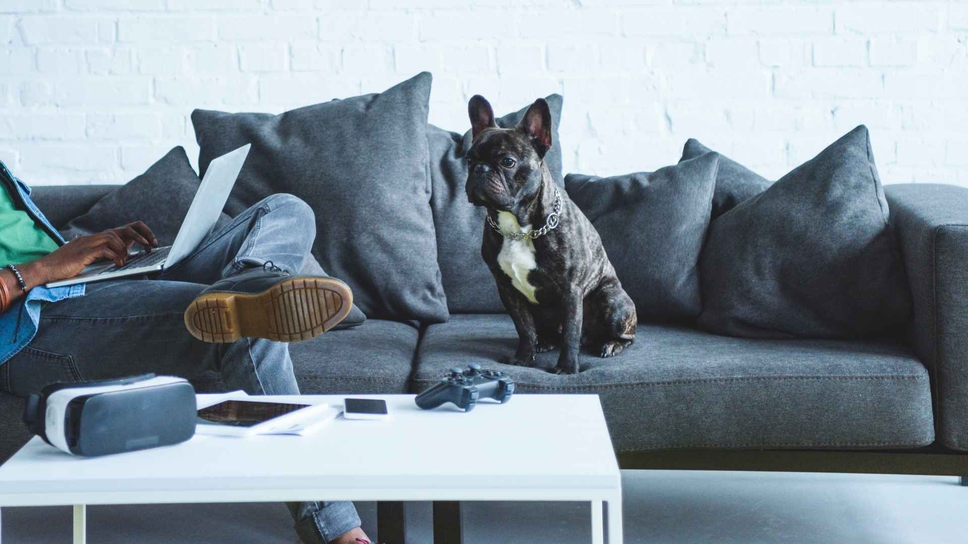 10 Best Dog Breeds For People With Busy Lifestyles