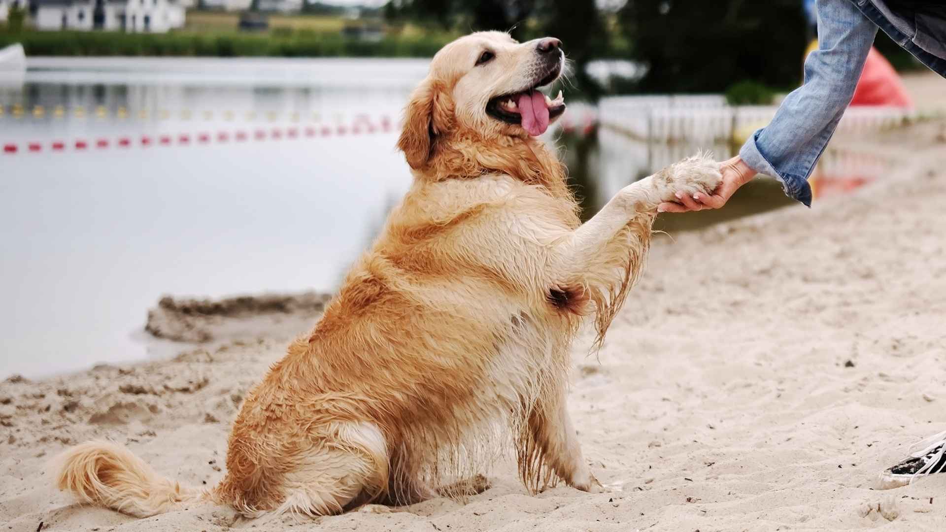 10 Best Dog Breeds Sticking Together and Loving Every Moment With You