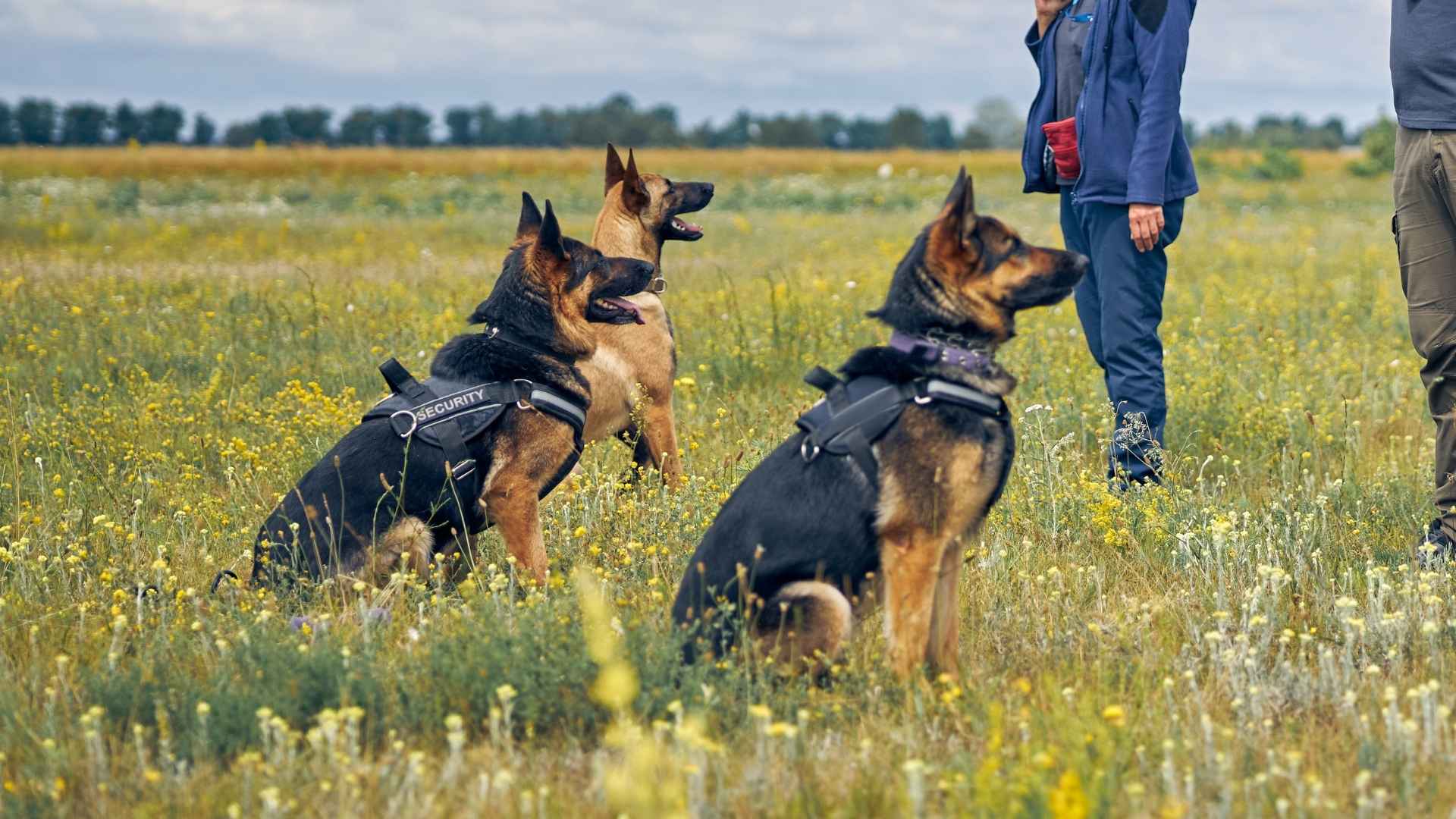 10 Best Dog Breeds To Watch Over For Their Brain Power