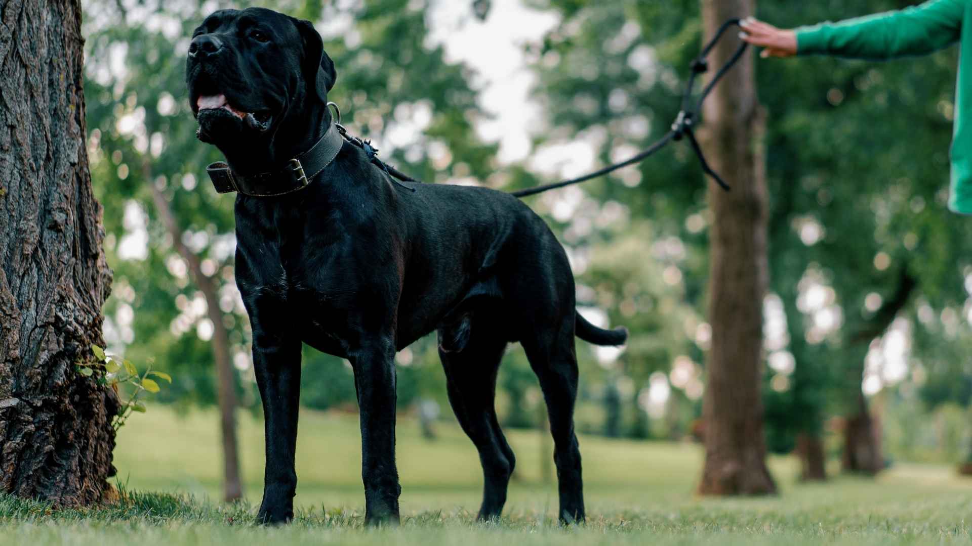 10 Best Dog Breeds When It Comes To Protection