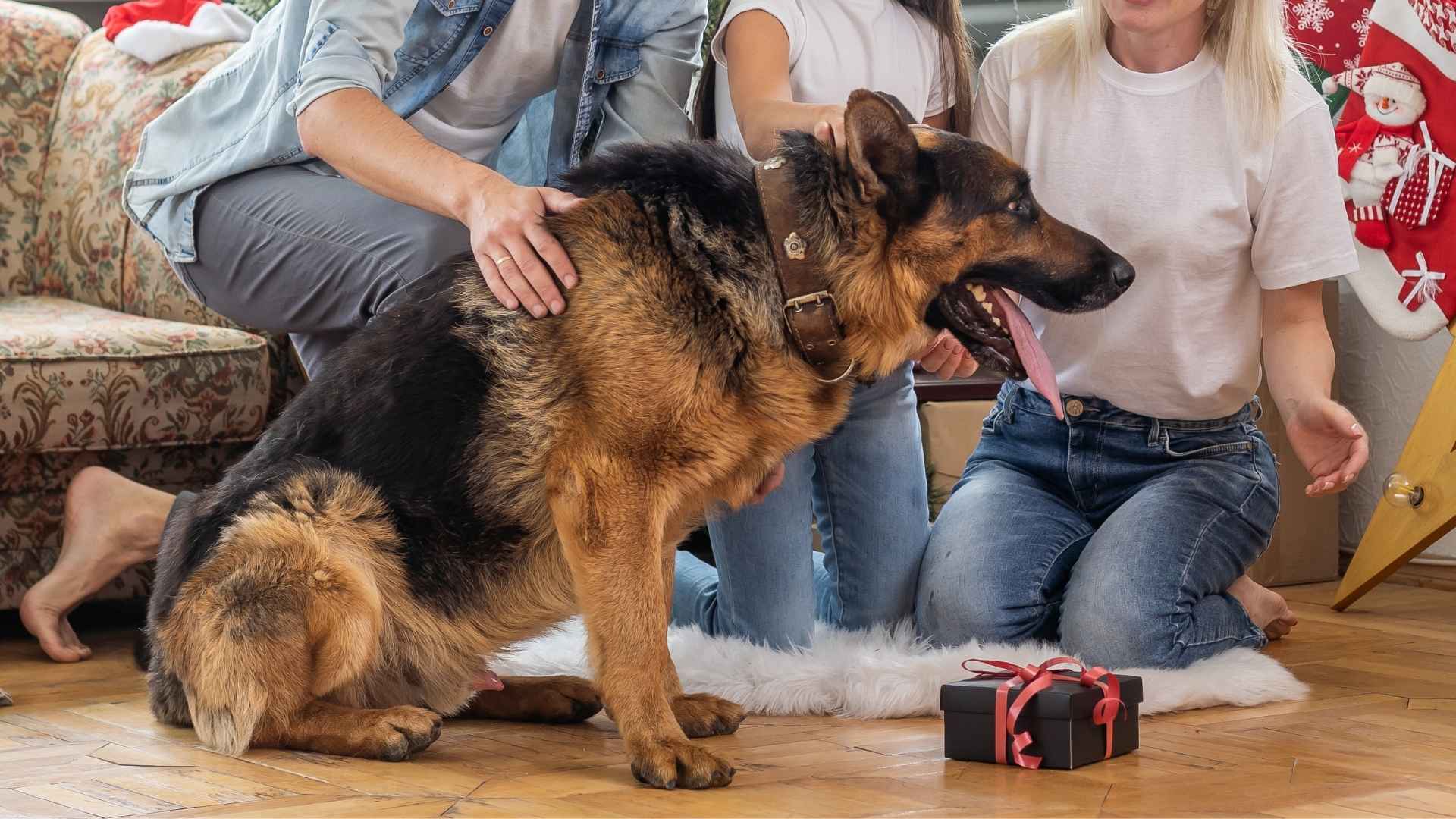10 Best Loyal Dog Breeds for Family Pets