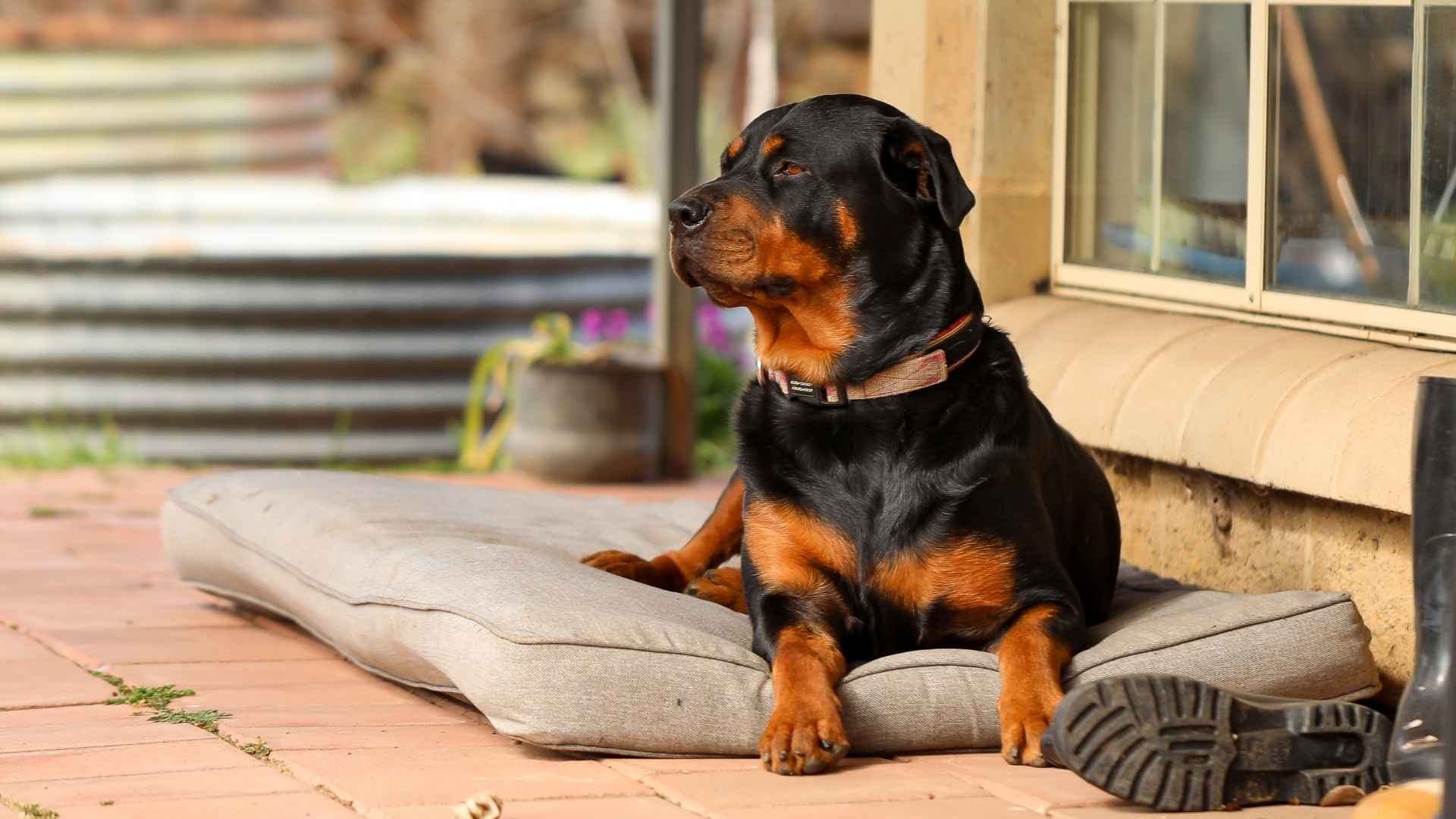 10 Brave Dog Breeds Offering Reliable Defense