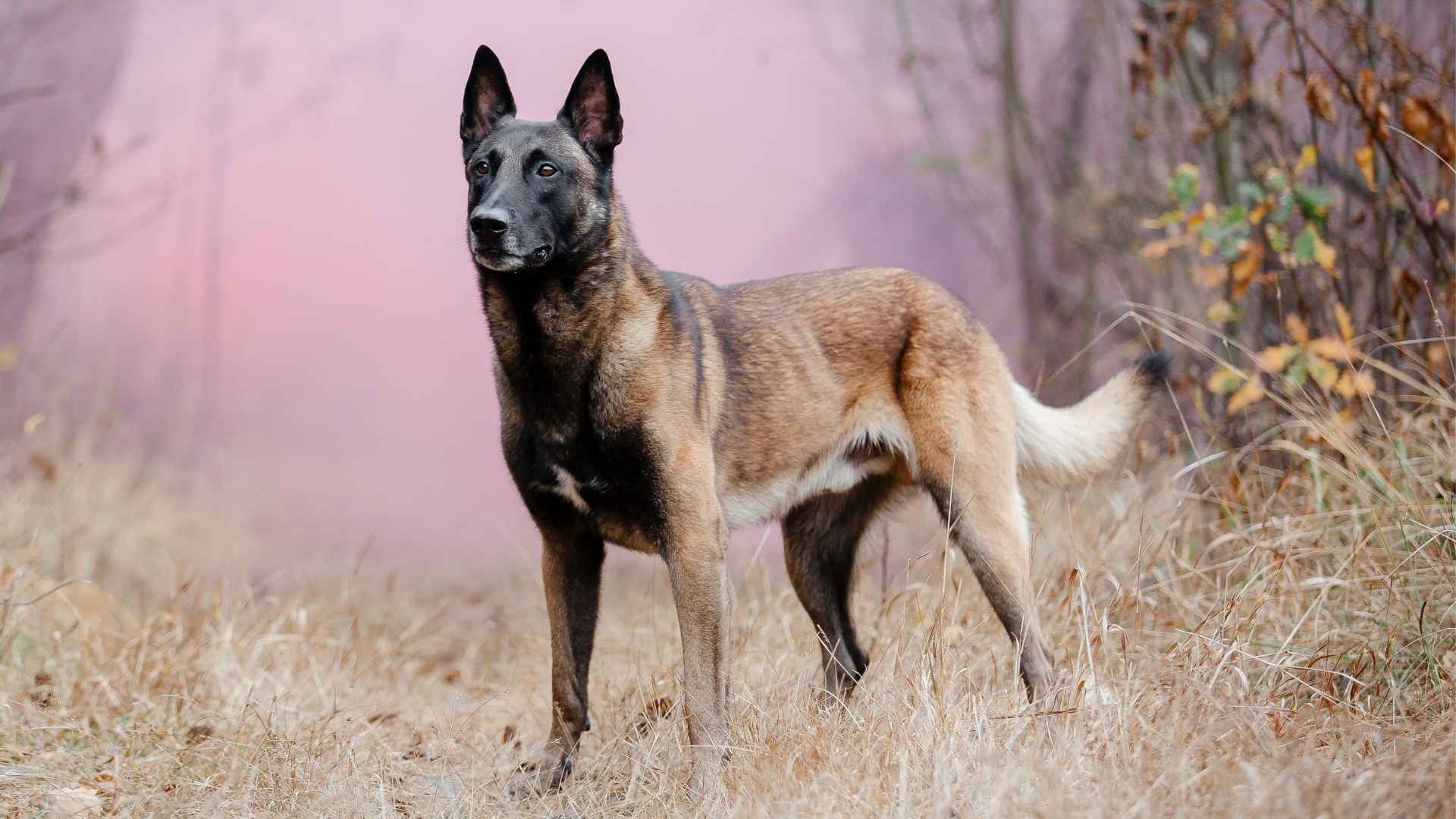 10 Brave Dog Breeds That Are Not Afraid Of Anything