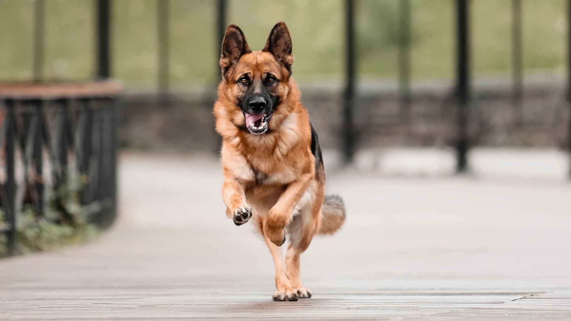 10 Brave Dog Breeds With A Heart Of Steel For Survival
