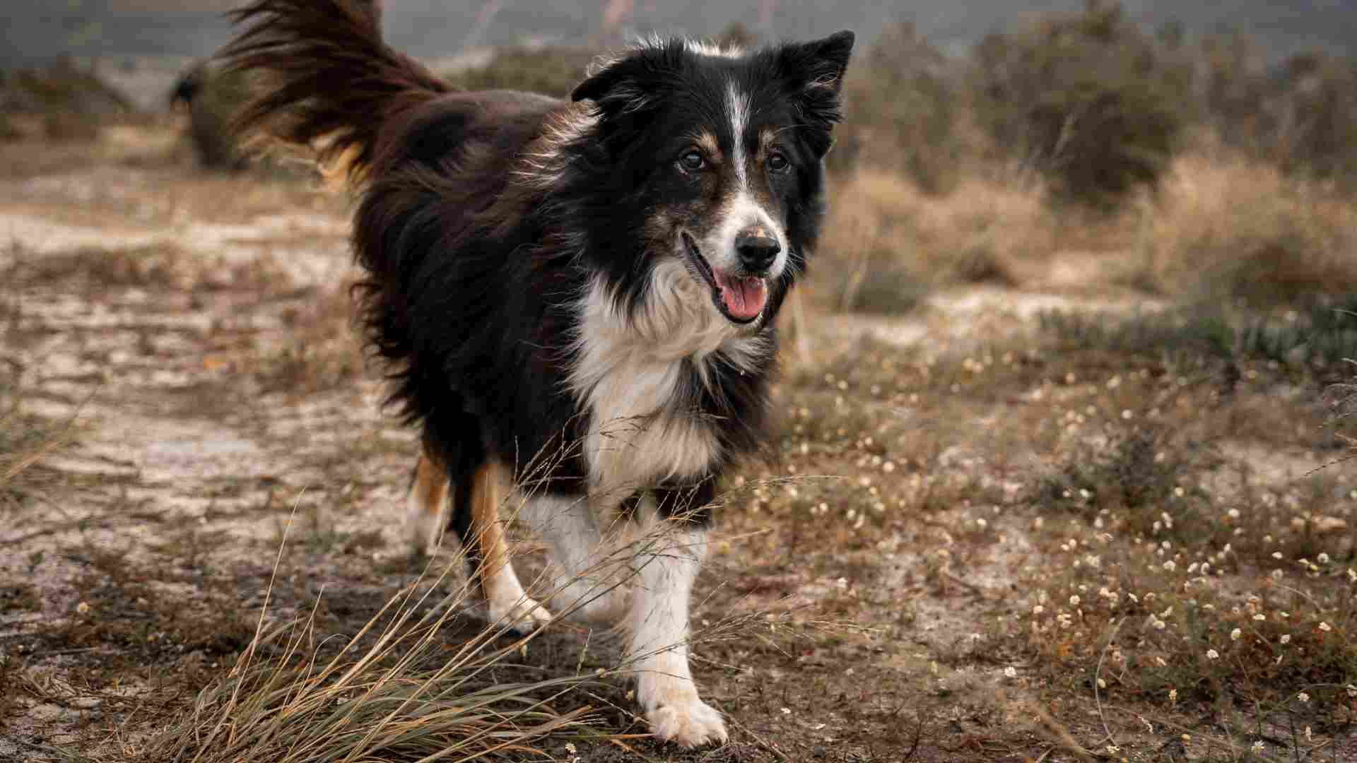 10 Cleverest Dog Breeds For Future Thinkers