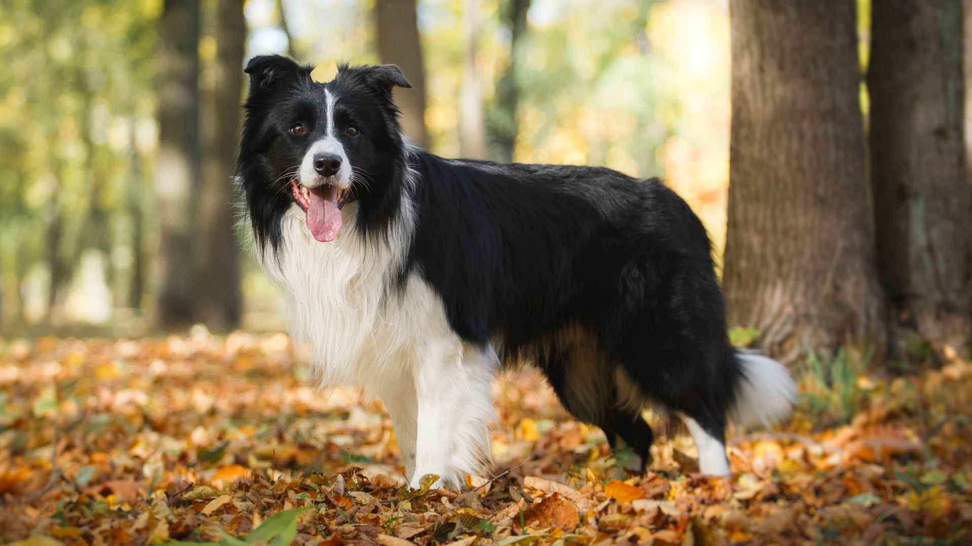 10 Cleverest Dog Breeds With The Highest IQs