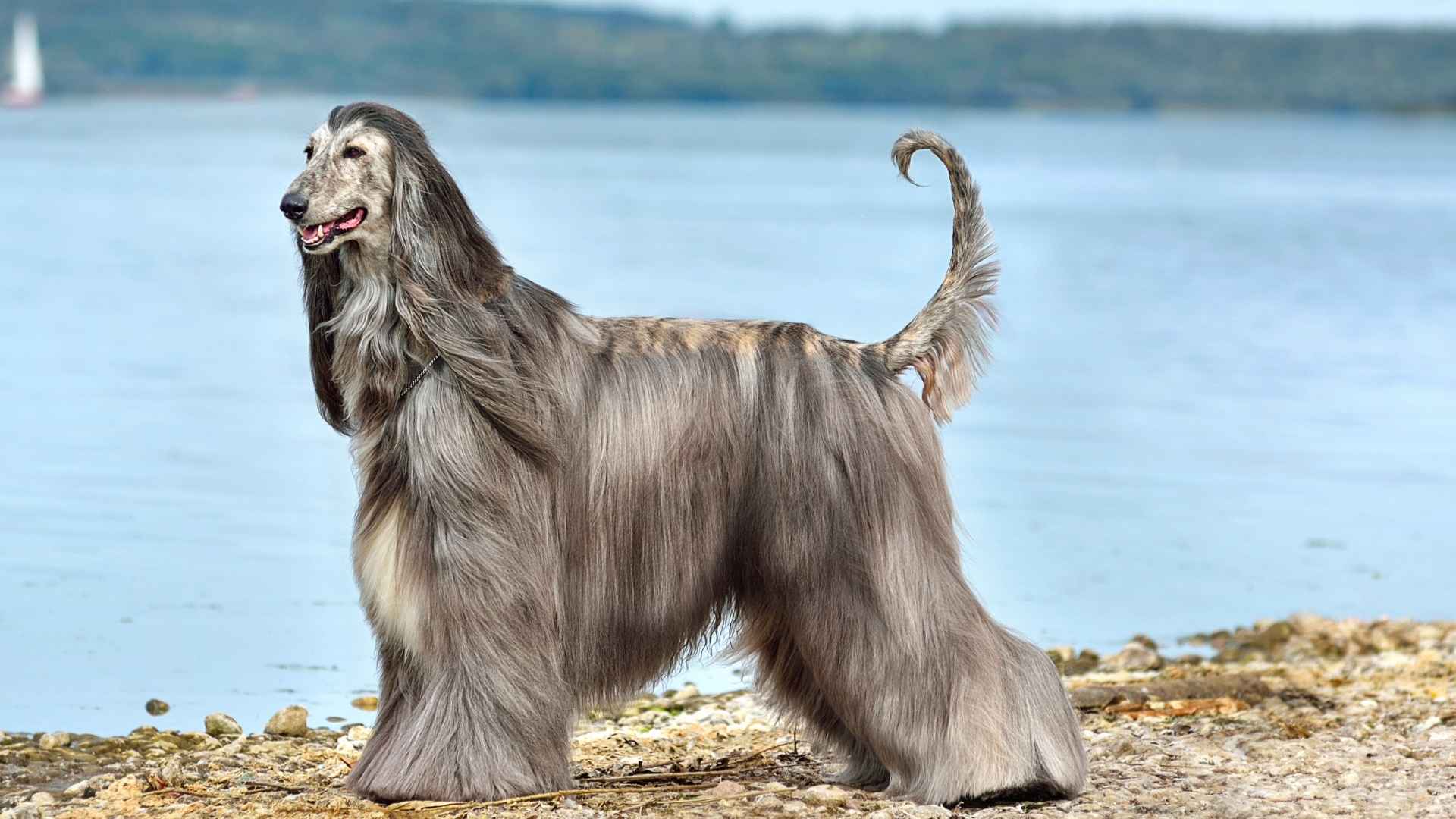 10 Coolest Dog Breeds with a Unique Look That Will Steal Your Heart