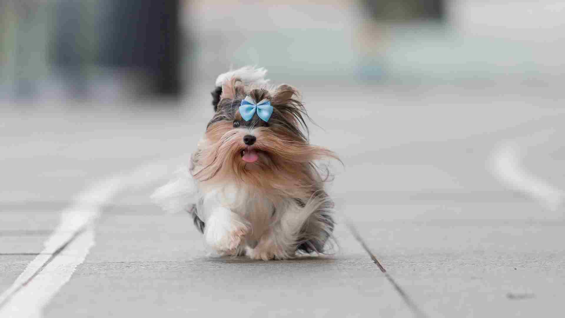 10 Coolest Tiny Dog Breeds You'll Ever Meet