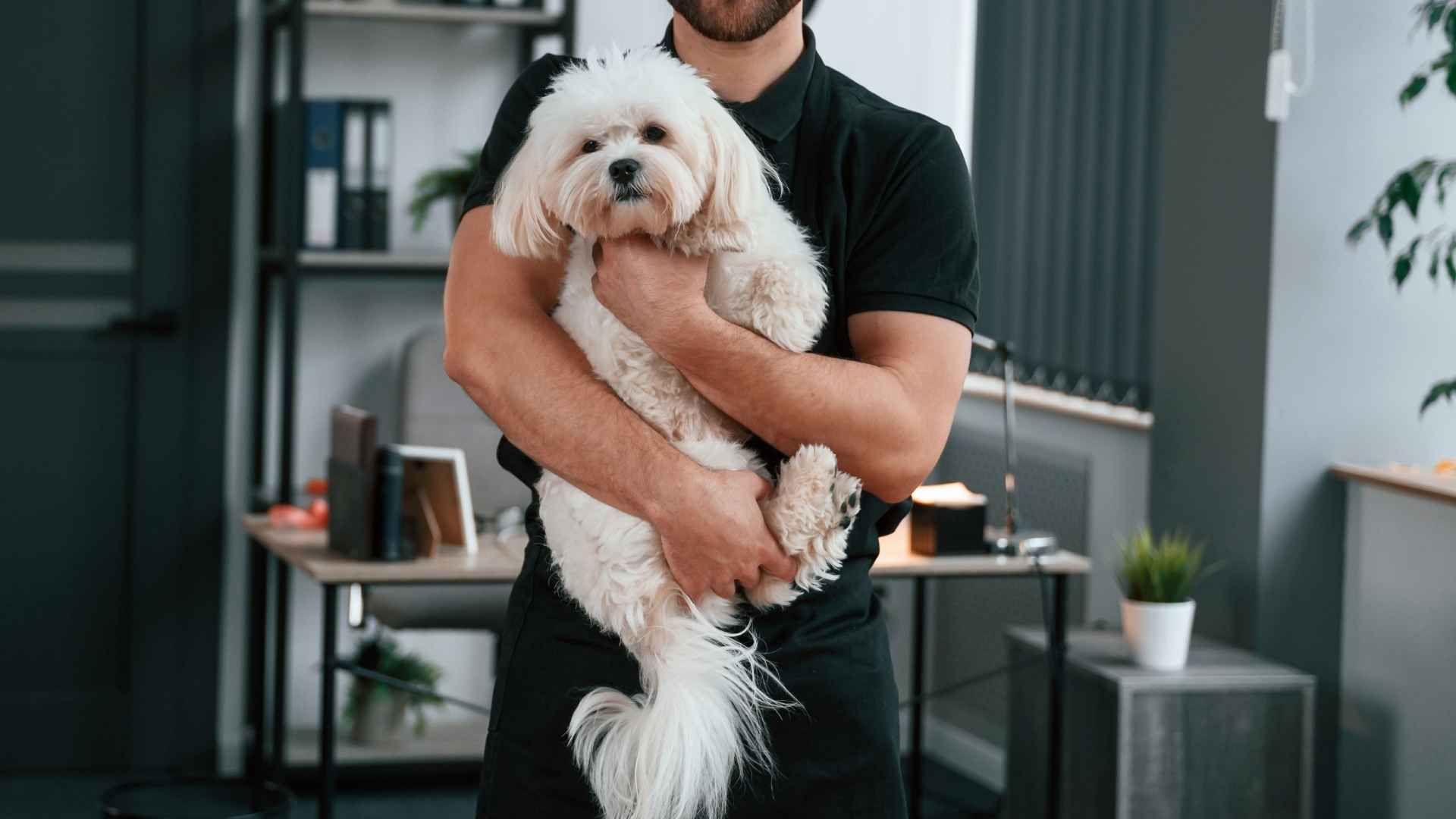 10 Cute Dog Breeds You’ll Want as a Pet for Endless Cuddles