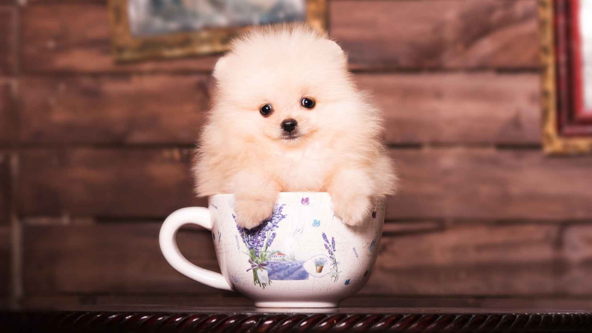 10 Cute Small Teacup Dog Breeds For You