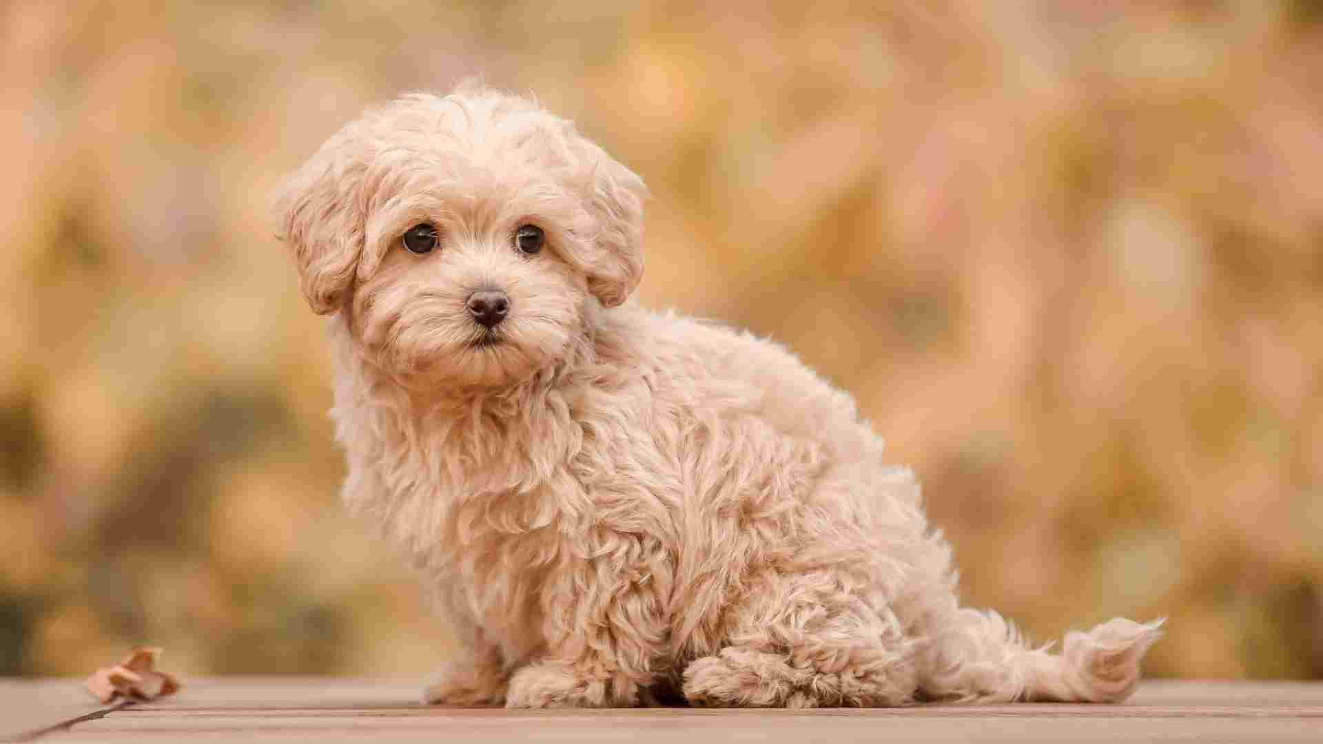 10 Cutest Toy Dog Breeds
