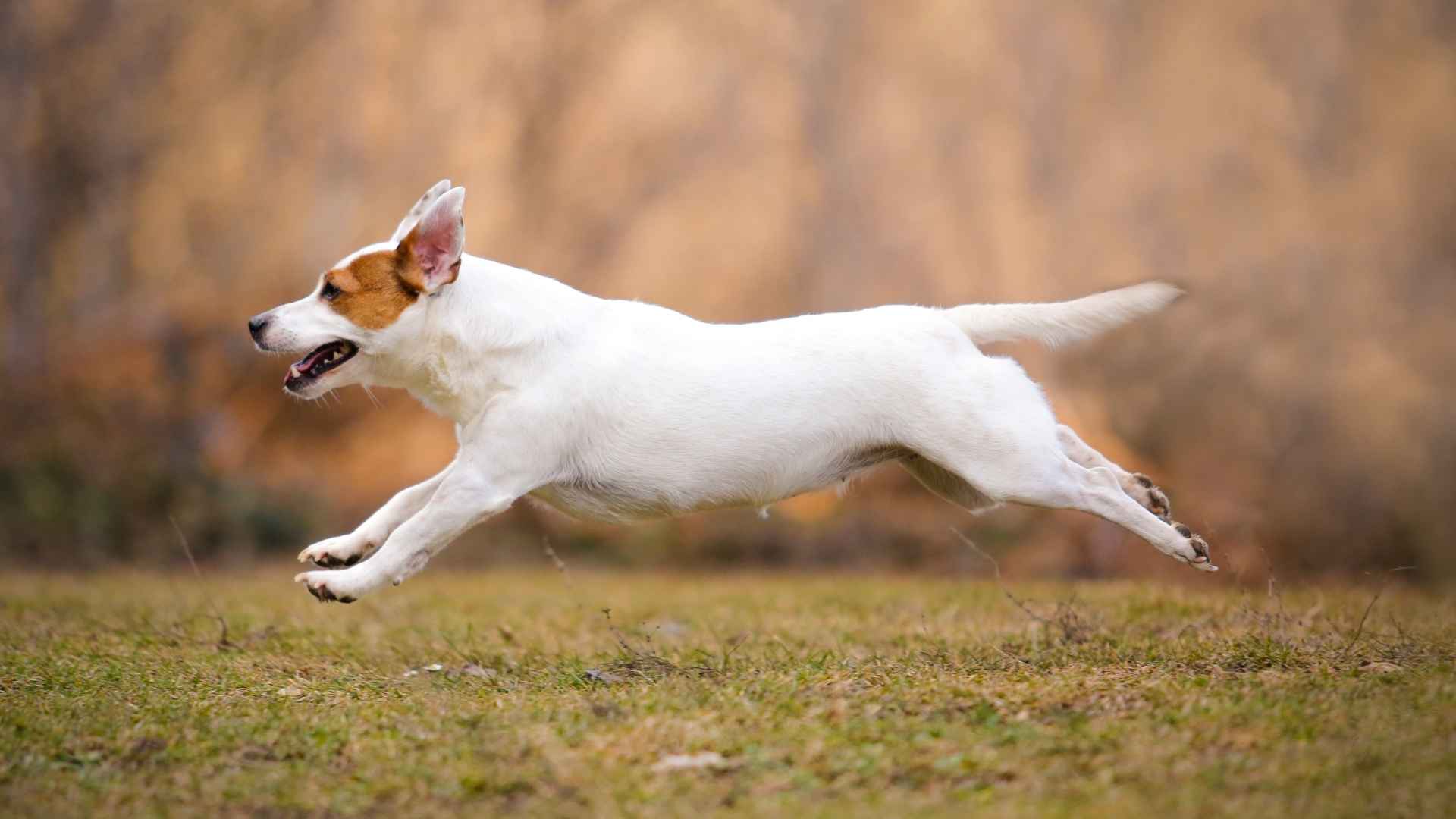 10 Dedicated Dog Breeds Known For Their Speed