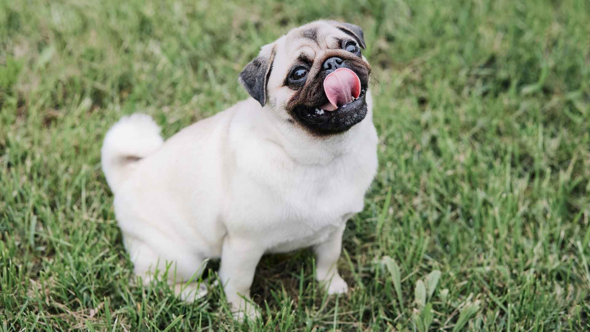 10 Dog Breeds That Fart The Most