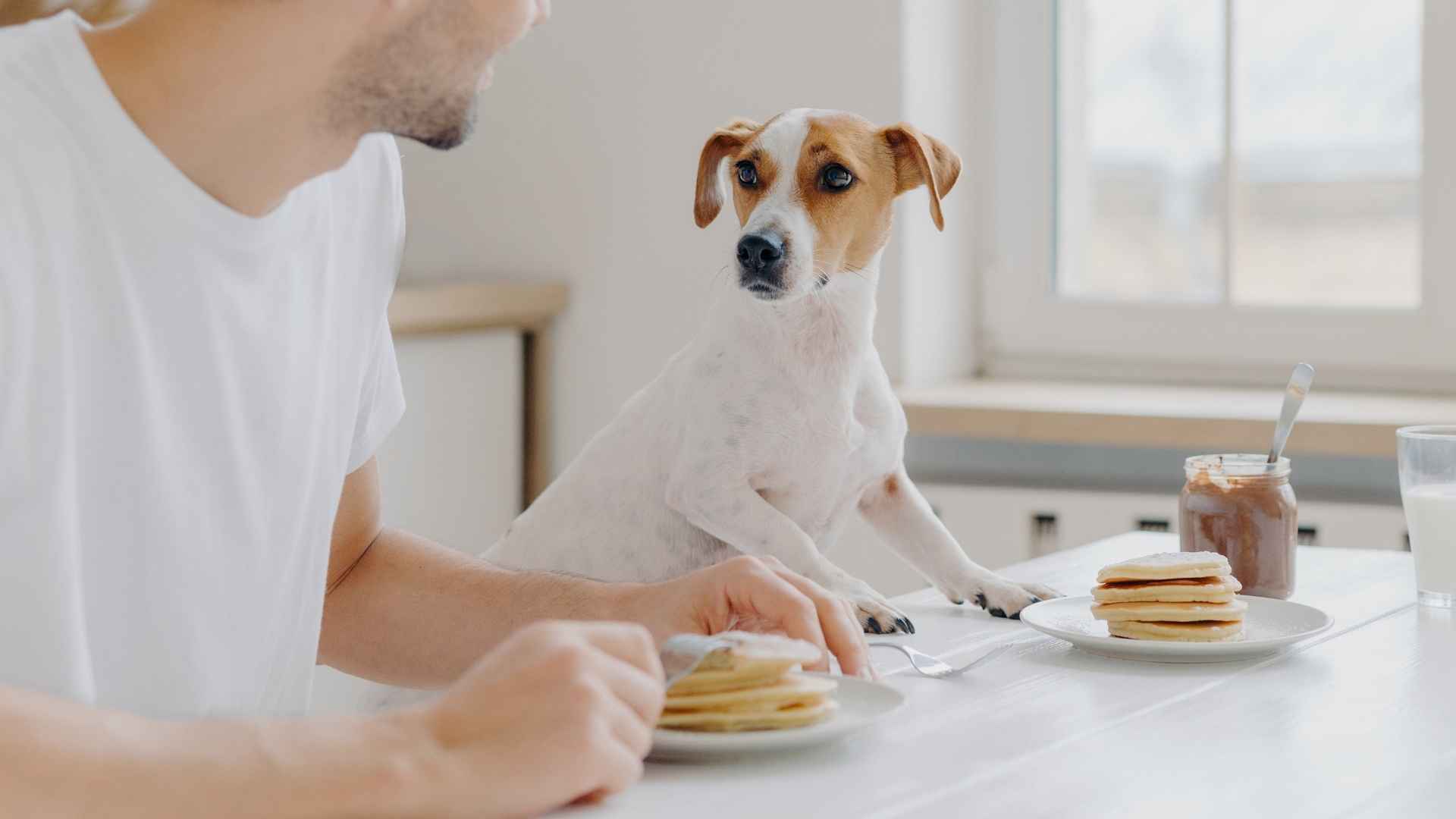 10 Dog Breeds That Sit Beside Owners at Every Meal