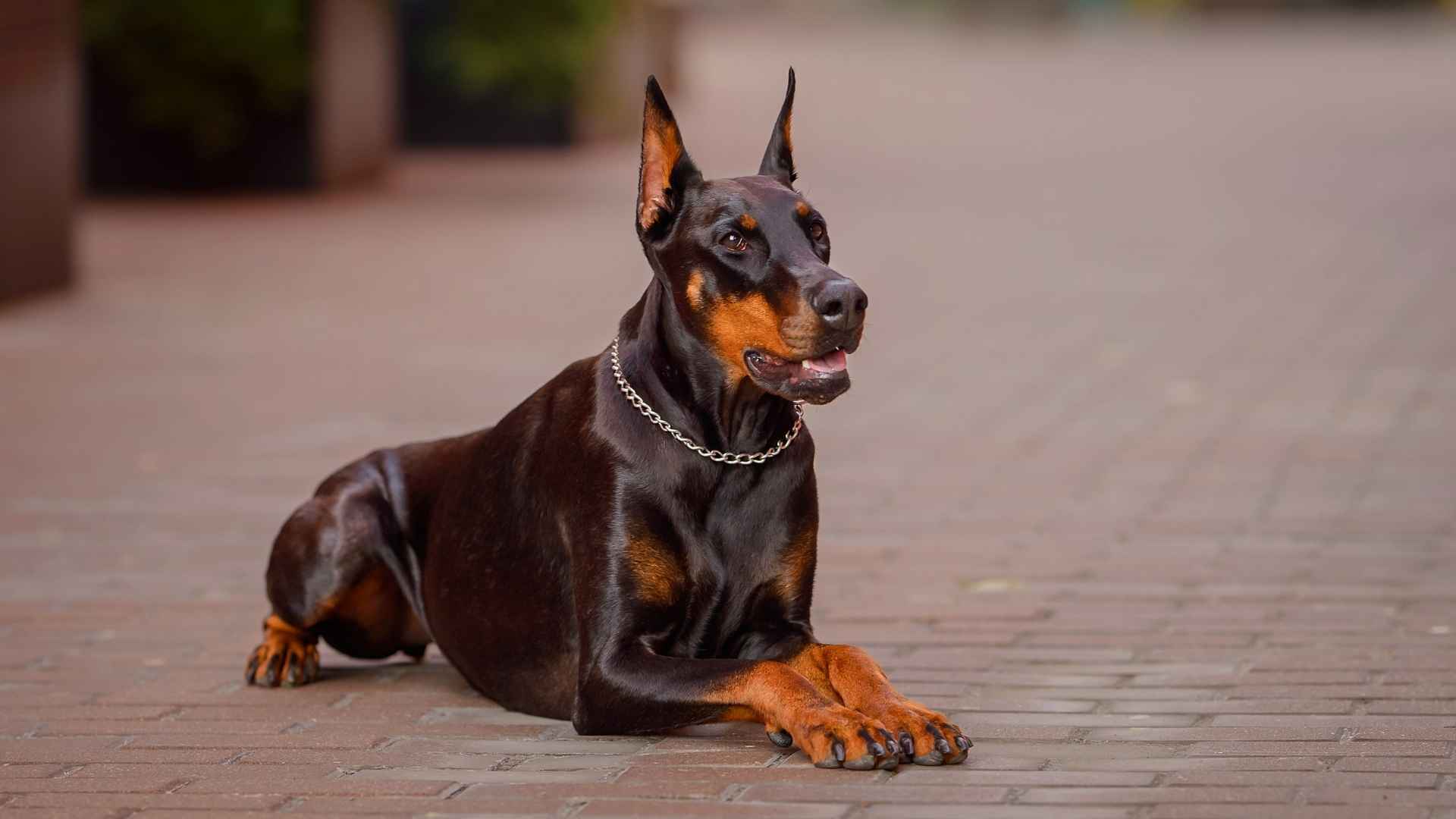 10 Dog Breeds With The Most Regal Posture