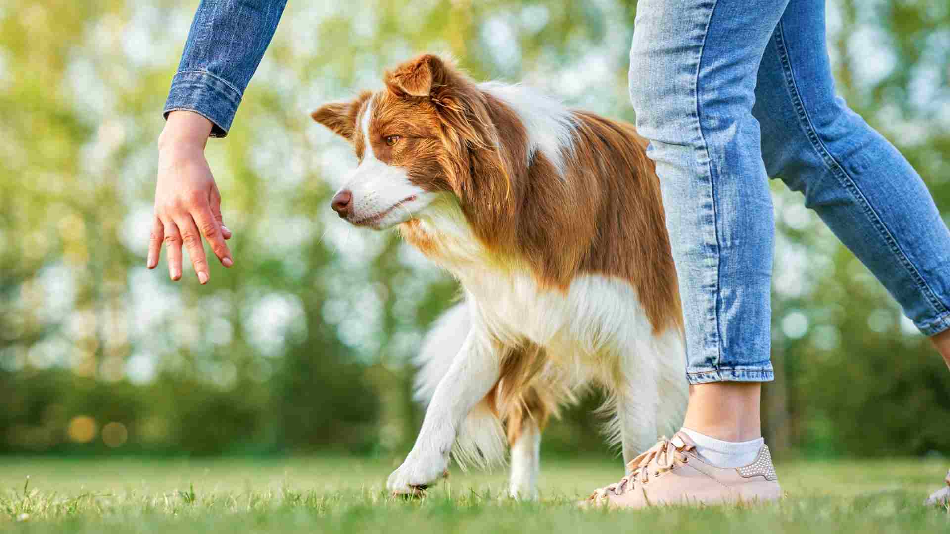 10 Favorite Clever Dog Breeds Known Worldwide