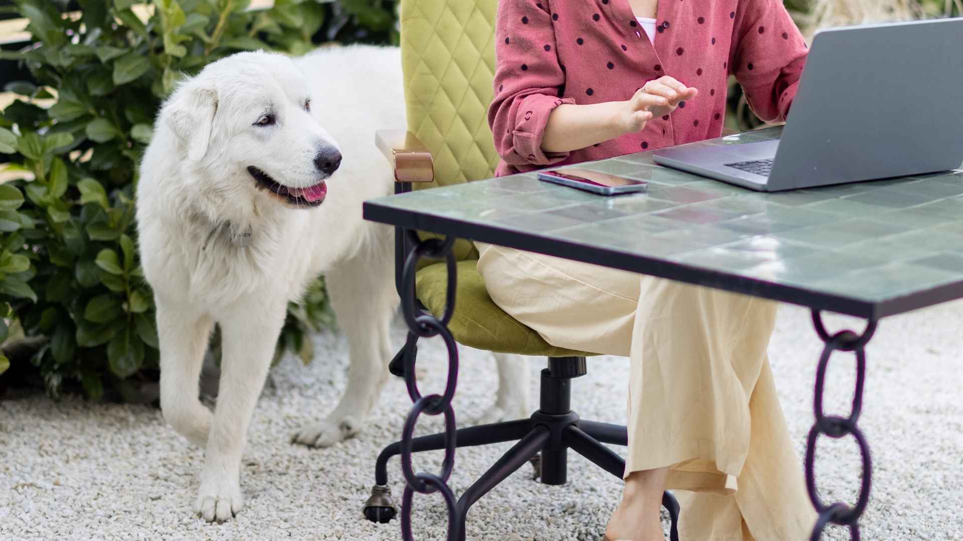 10 Ideal Giant Dog Breeds for Busy Parents