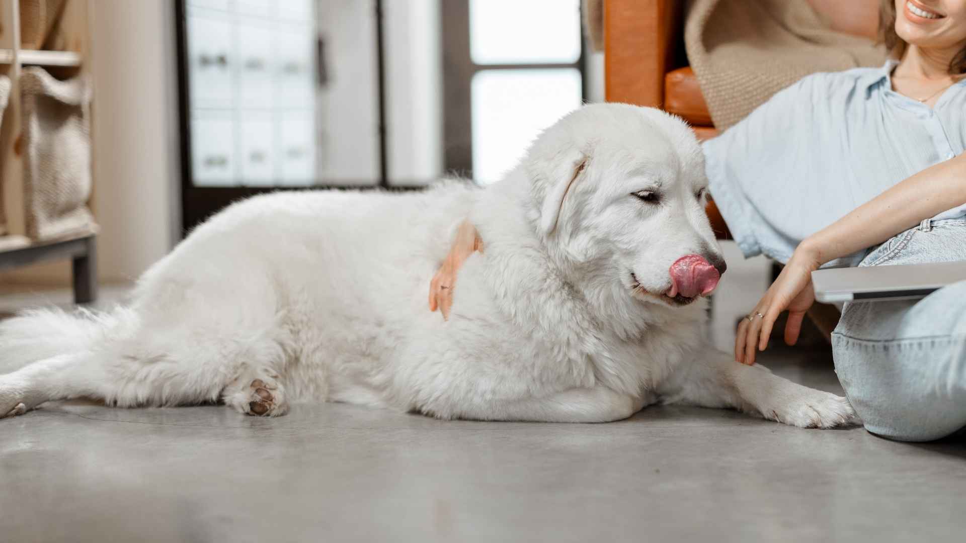 10 Laid-Back And Loyal Dog Breeds For Introverts