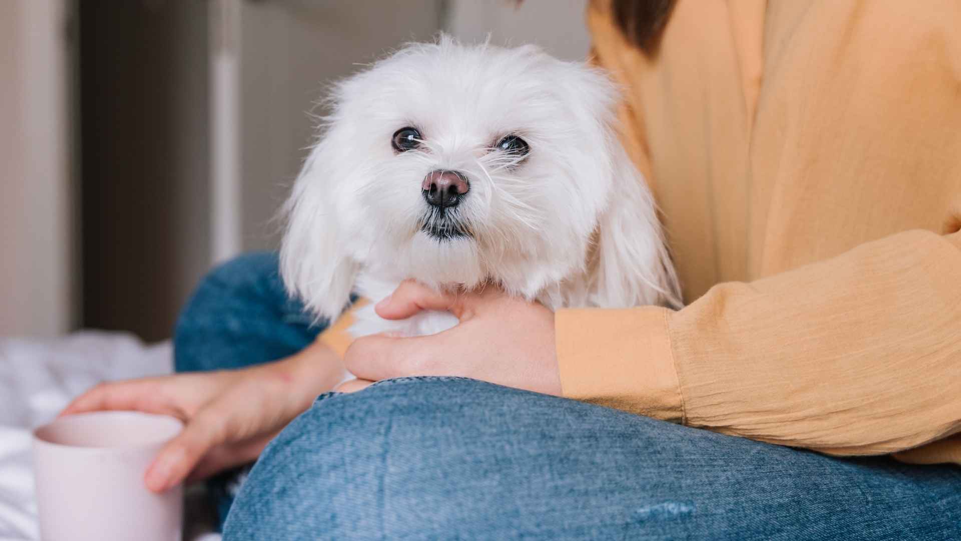 10 Most Adorable Small Dog Breeds That Are Hard To Resist