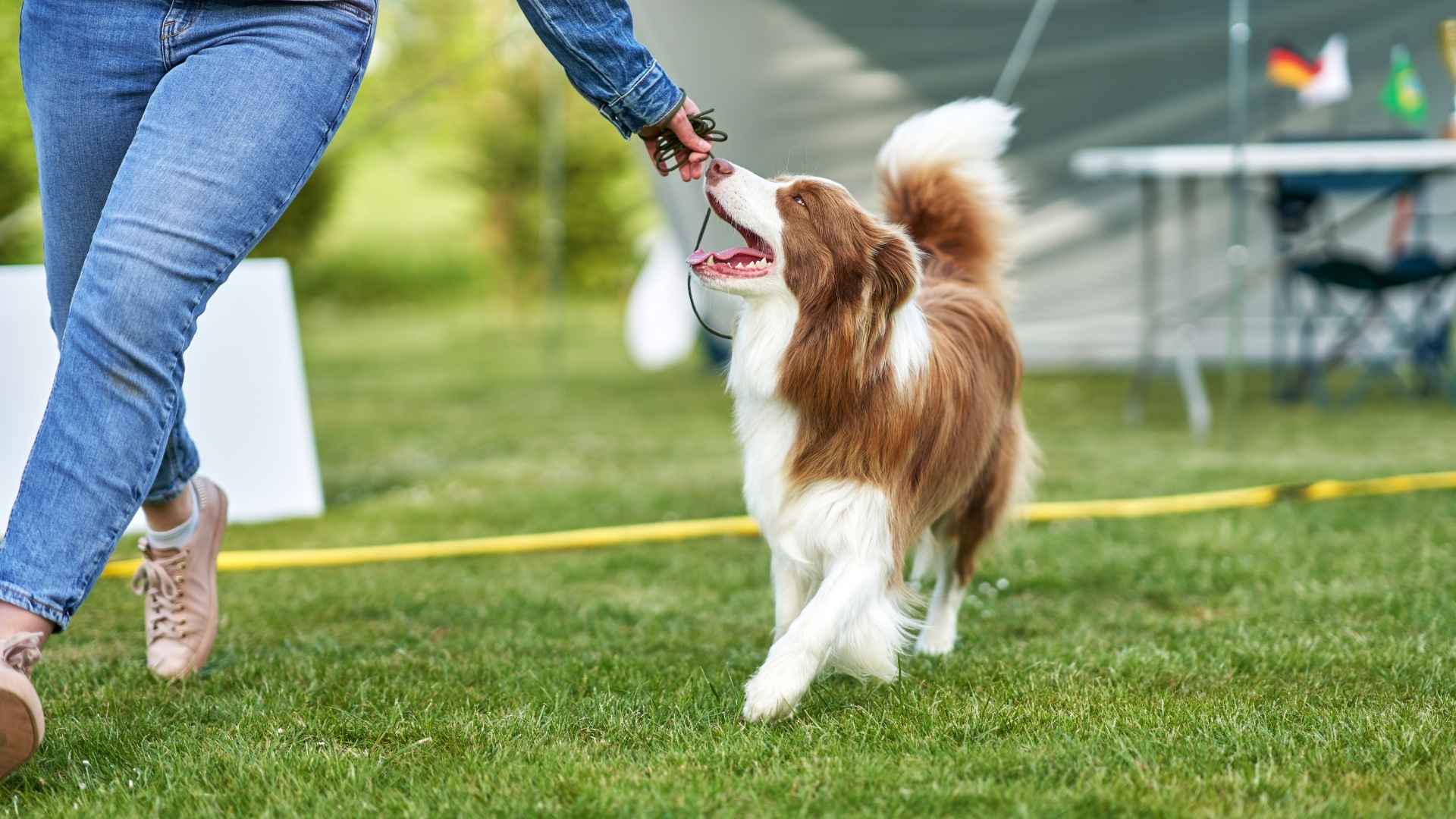 10 Most Clever Dog Breeds Fit For Your Mind