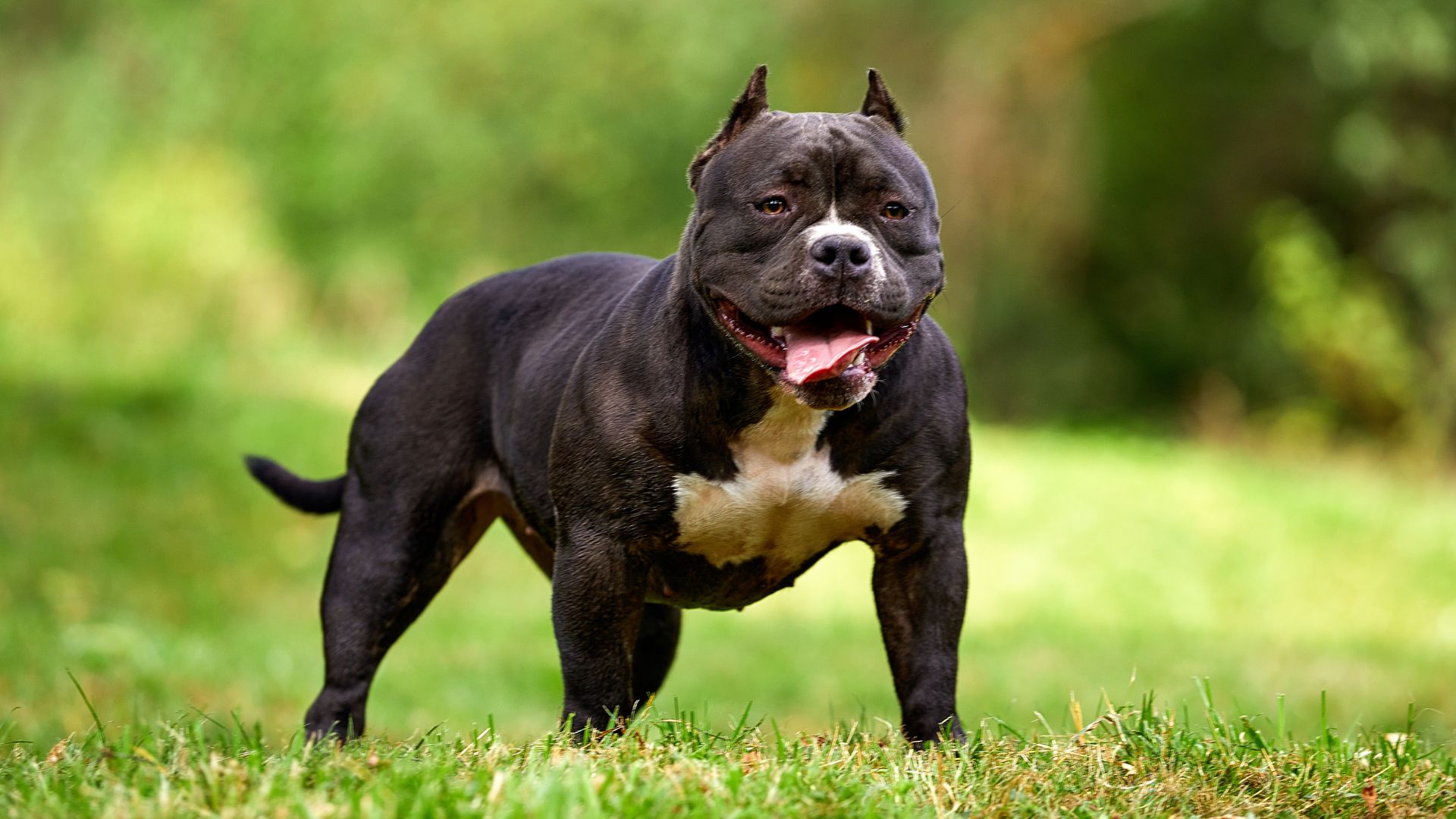 10 Most Confident Muscular Dog Breeds