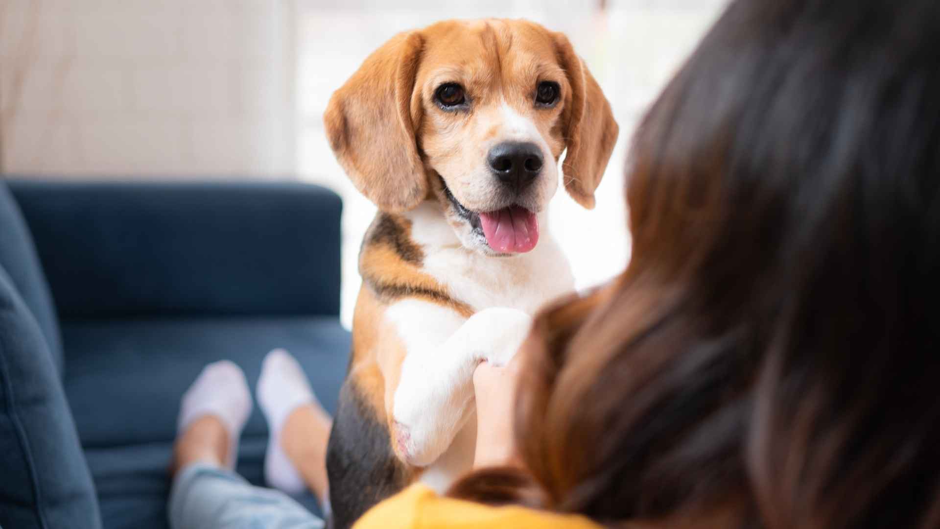 10 Most Tender Dog Breeds That Show Love in Unique Ways