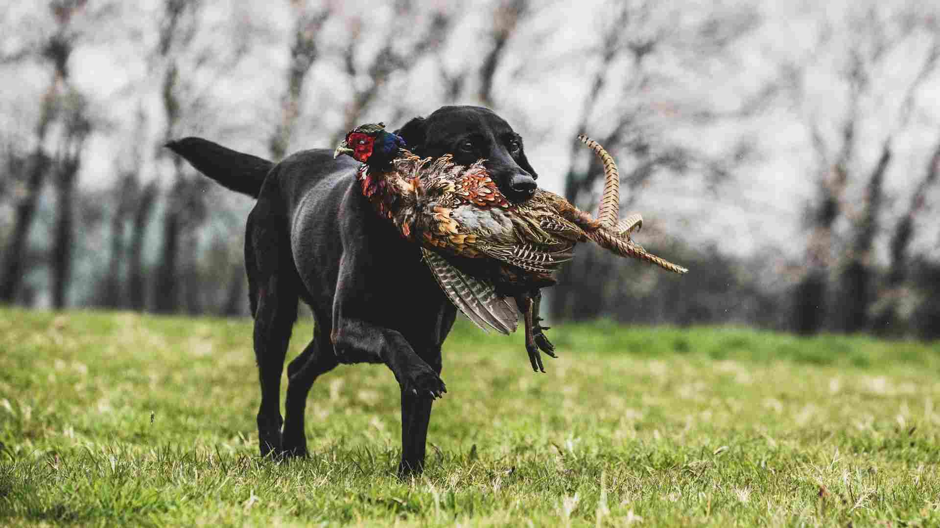 10 Most Versatile Hunting Dog Breeds