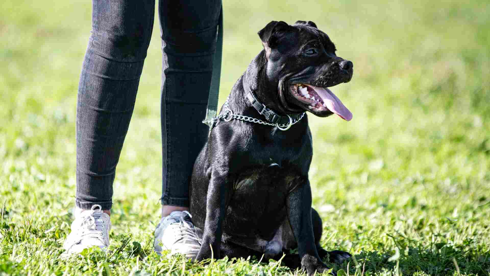 10 Popular Brave Dog Breeds That Defend Without Fearing